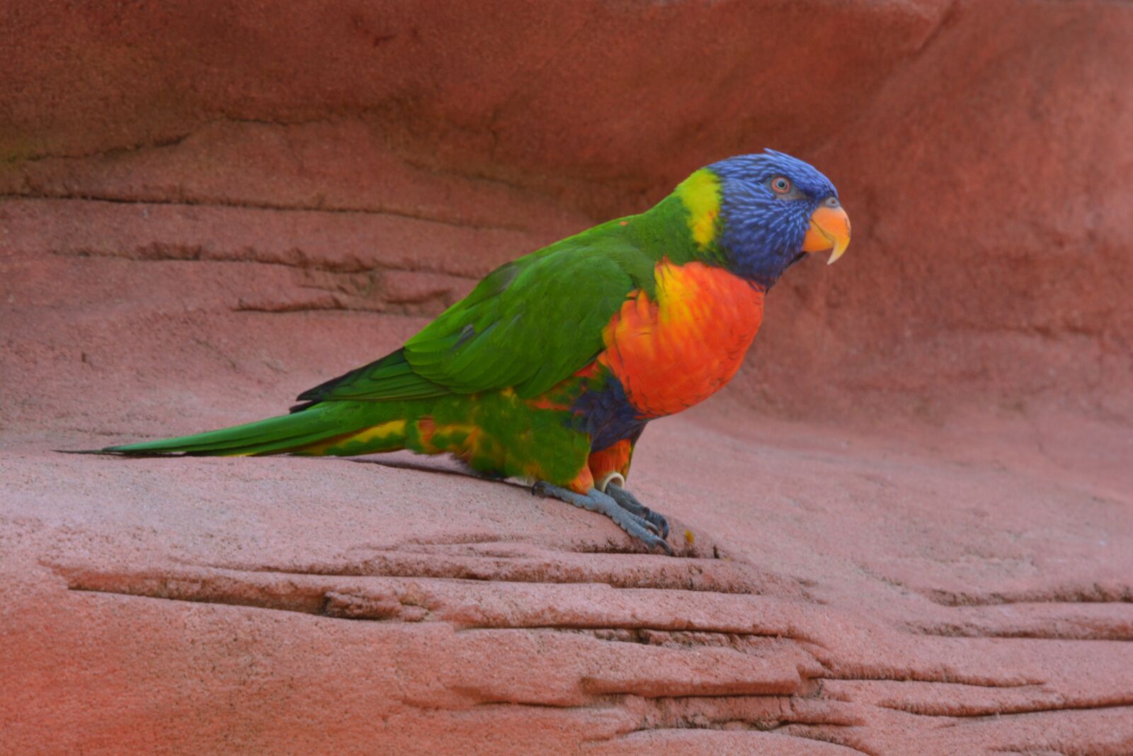 Nikon D5200 sample photo. Bird, color, colorful photography