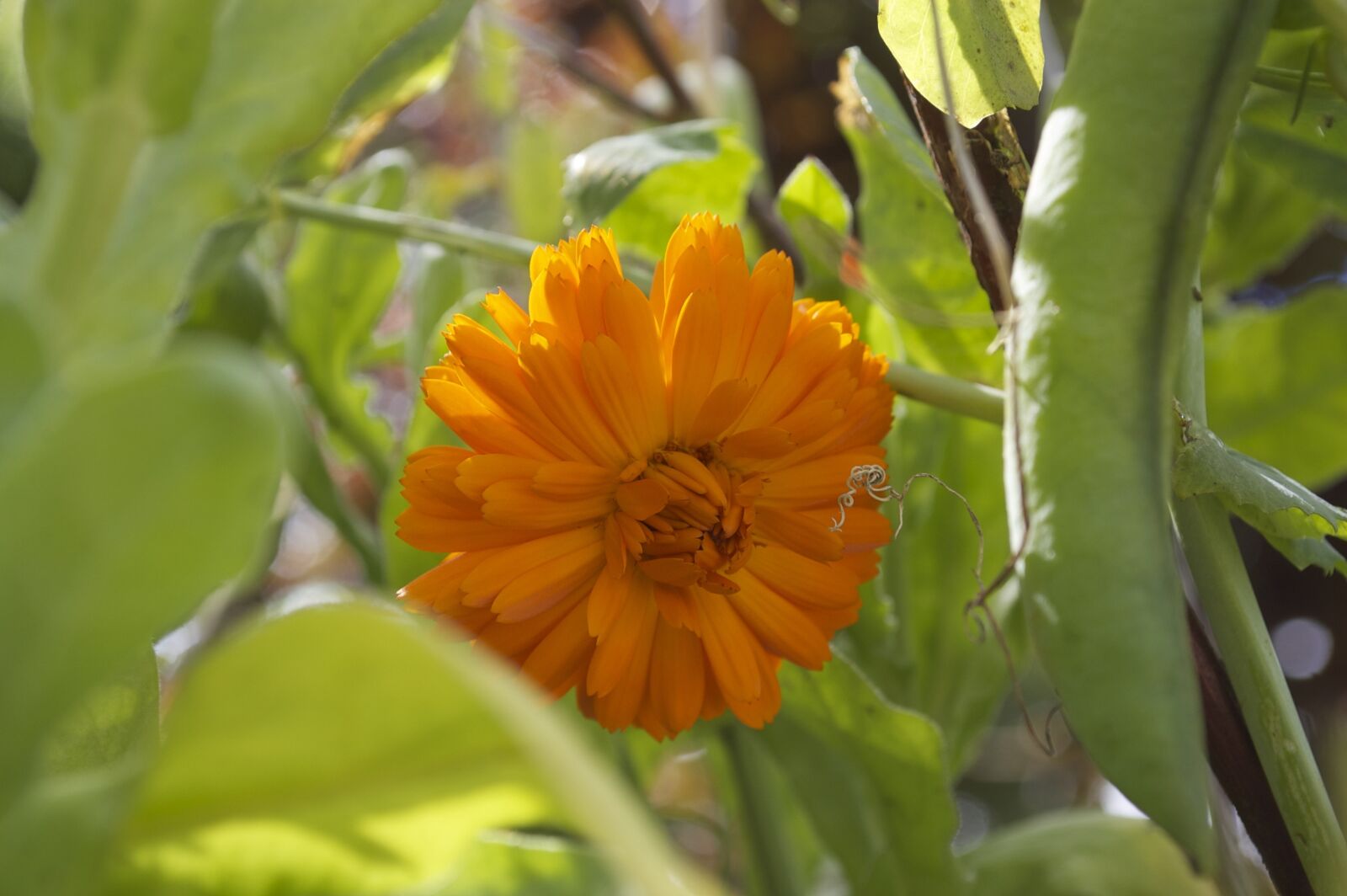 Nikon D50 sample photo. Marigold, flower, yellow photography