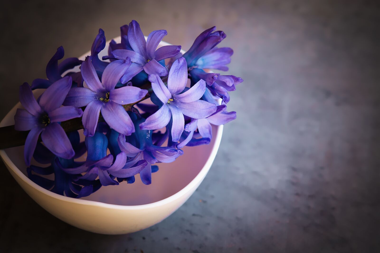 Nikon D7100 sample photo. Hyacinth, flower, blue photography