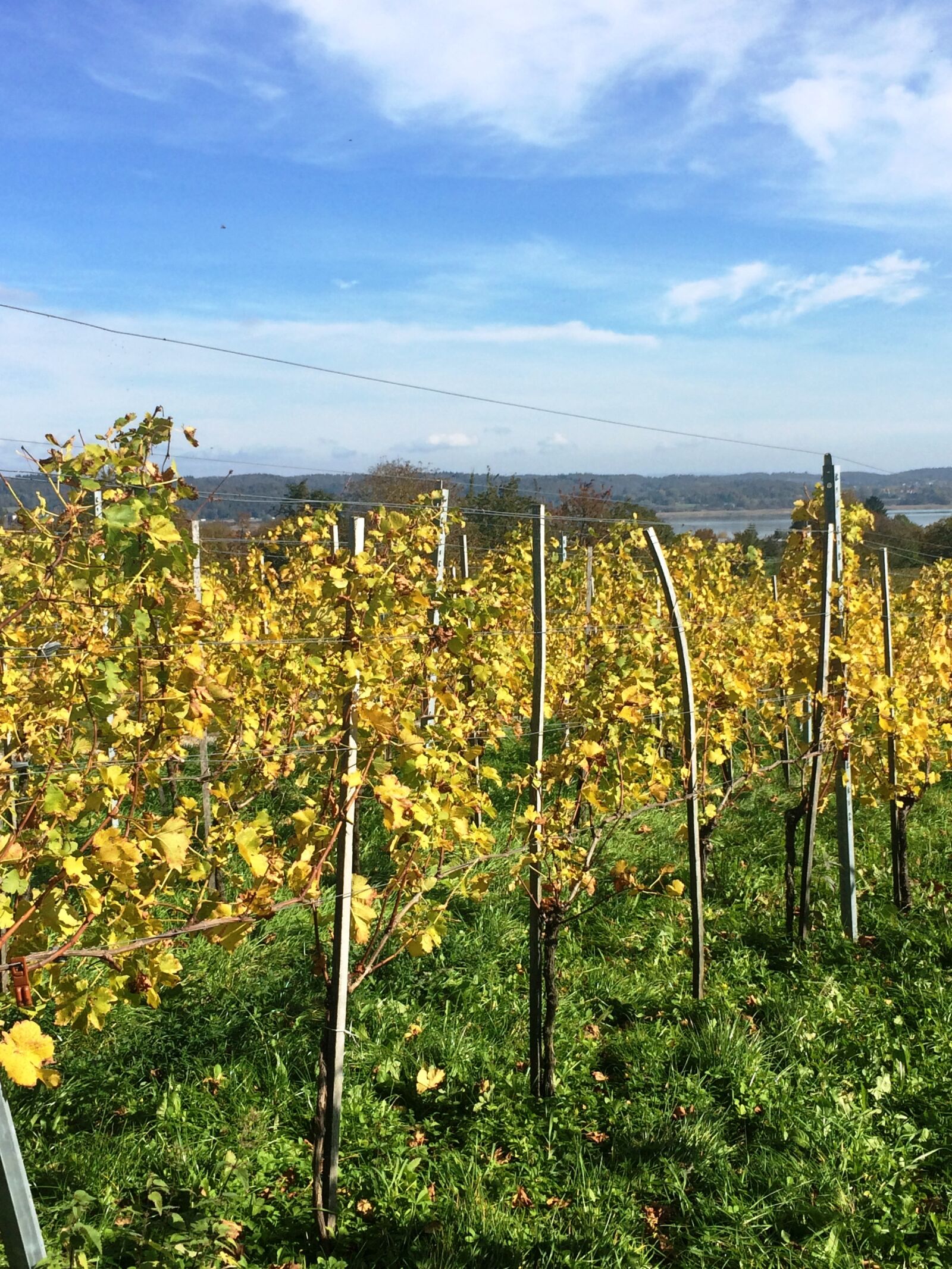 iPhone 5s back camera 4.15mm f/2.2 sample photo. Reichenau island, lake constance photography
