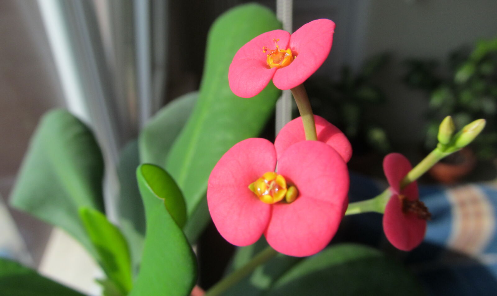Canon PowerShot SX150 IS sample photo. Flower, macro, nature photography