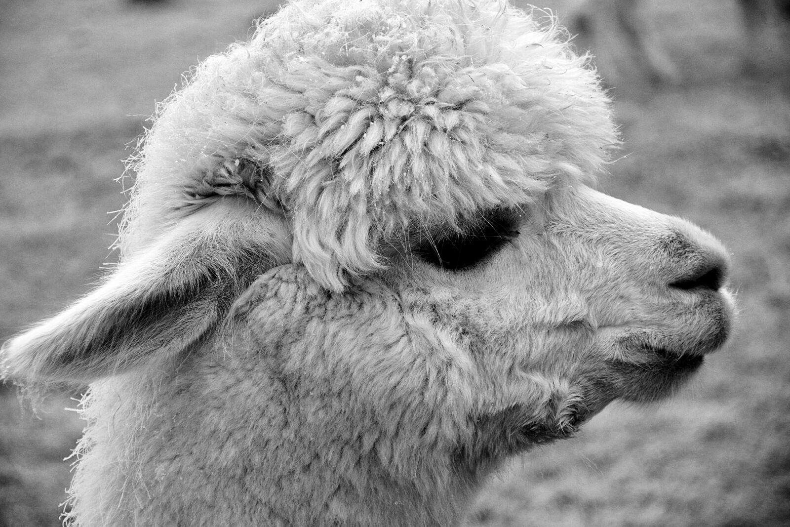 Nikon D3300 sample photo. Alpaca, animal, nature photography
