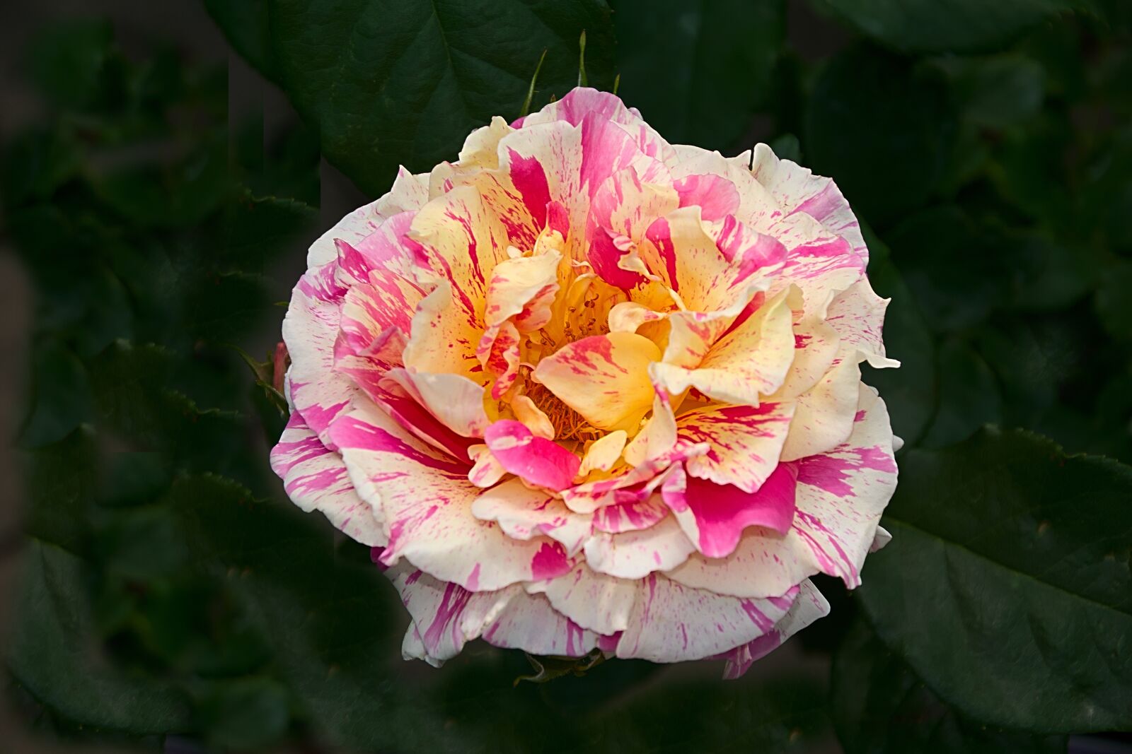 Nikon D3300 sample photo. Rose, multi coloured, blossom photography