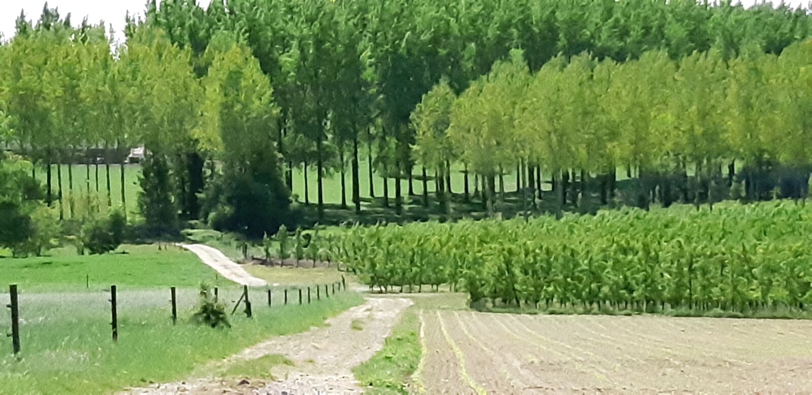 Samsung Galaxy A8(2018) sample photo. Landscape, plantation, fruit trees photography