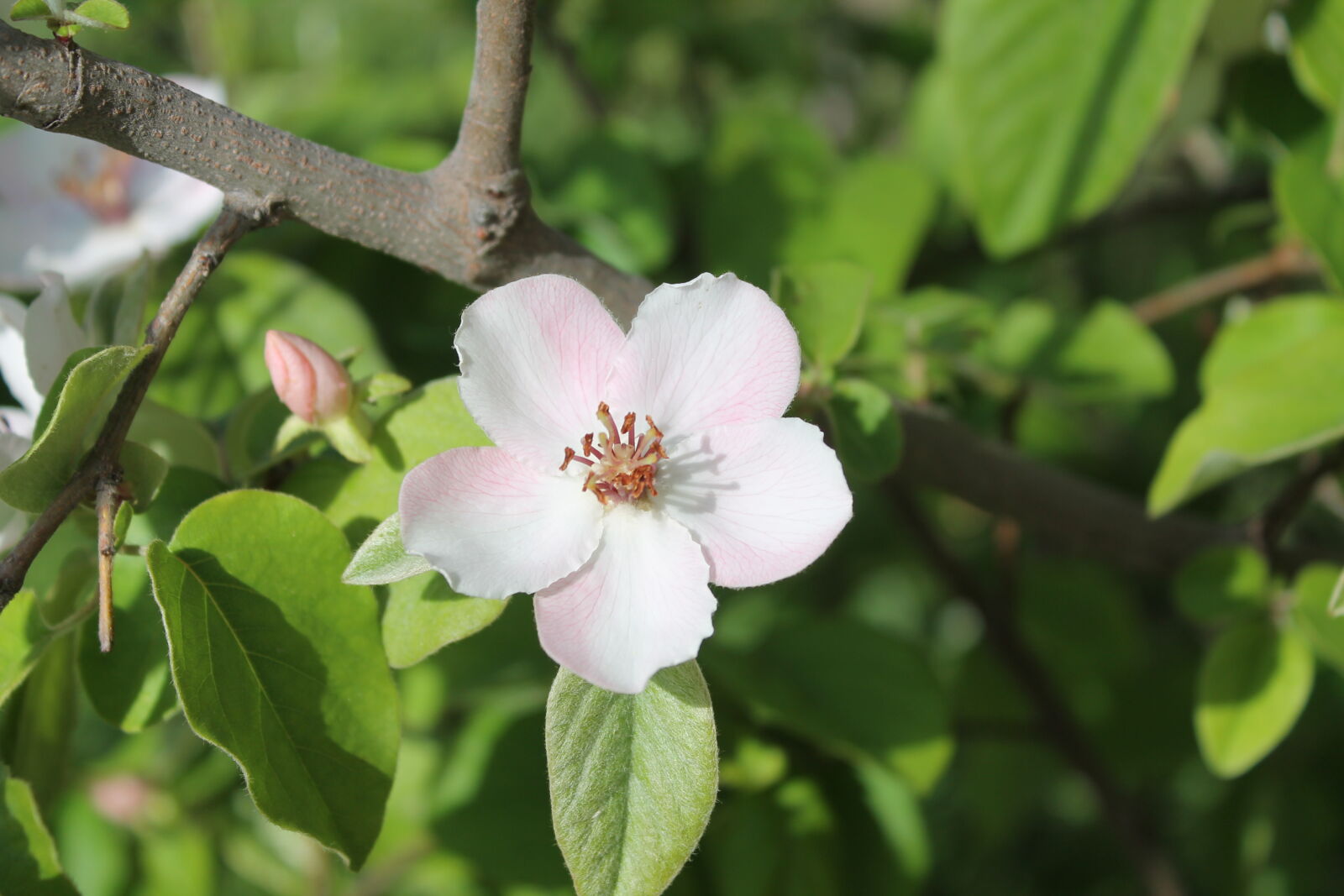 Canon EOS 1100D (EOS Rebel T3 / EOS Kiss X50) sample photo. Flower photography