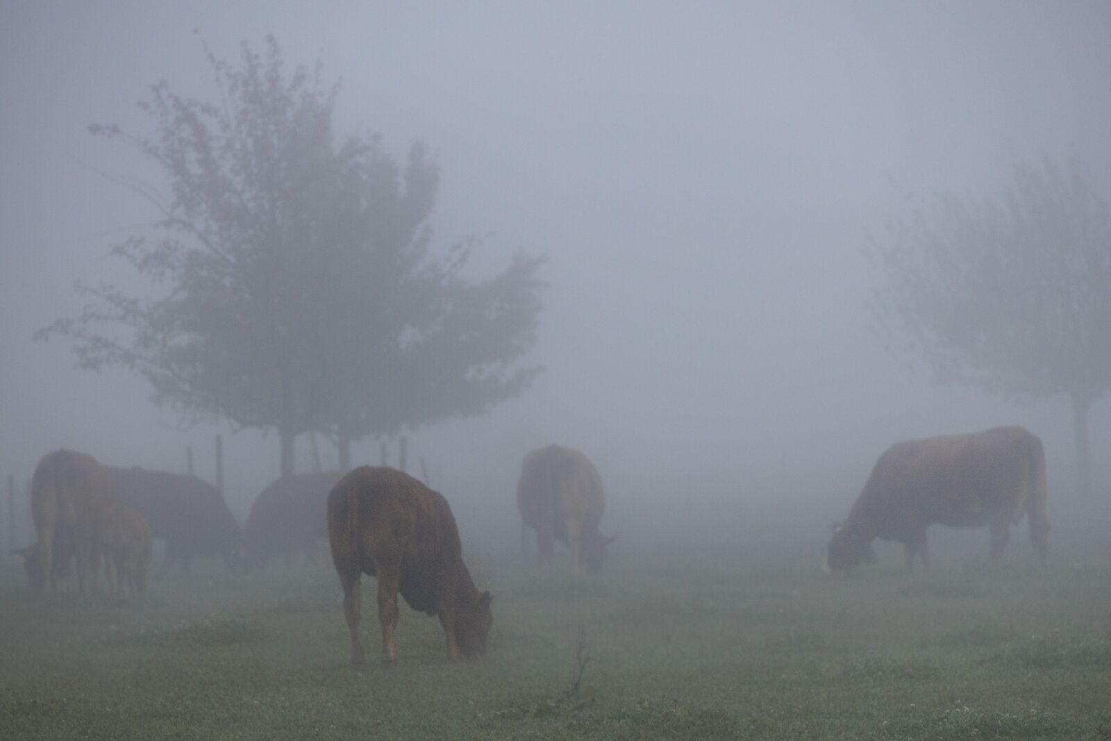 Canon EOS R sample photo. Cows, pasture, fog photography
