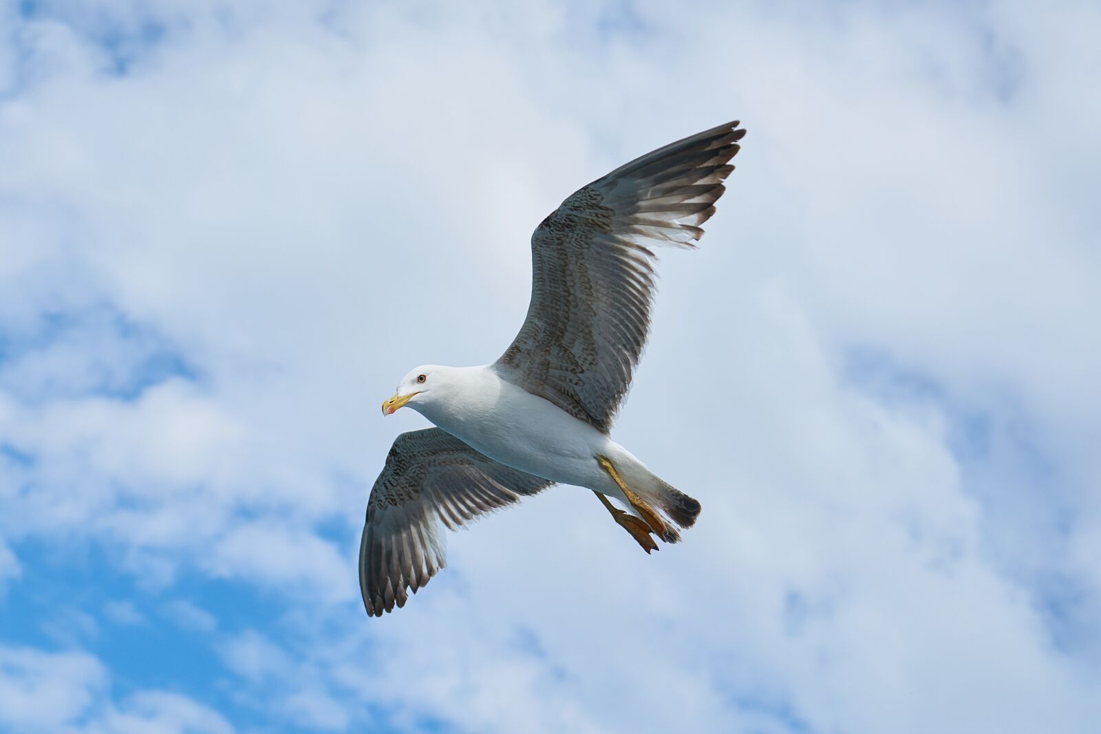 Sony a7R II + Sony Vario Tessar T* FE 24-70mm F4 ZA OSS sample photo. Seagull, bird, to migrate photography