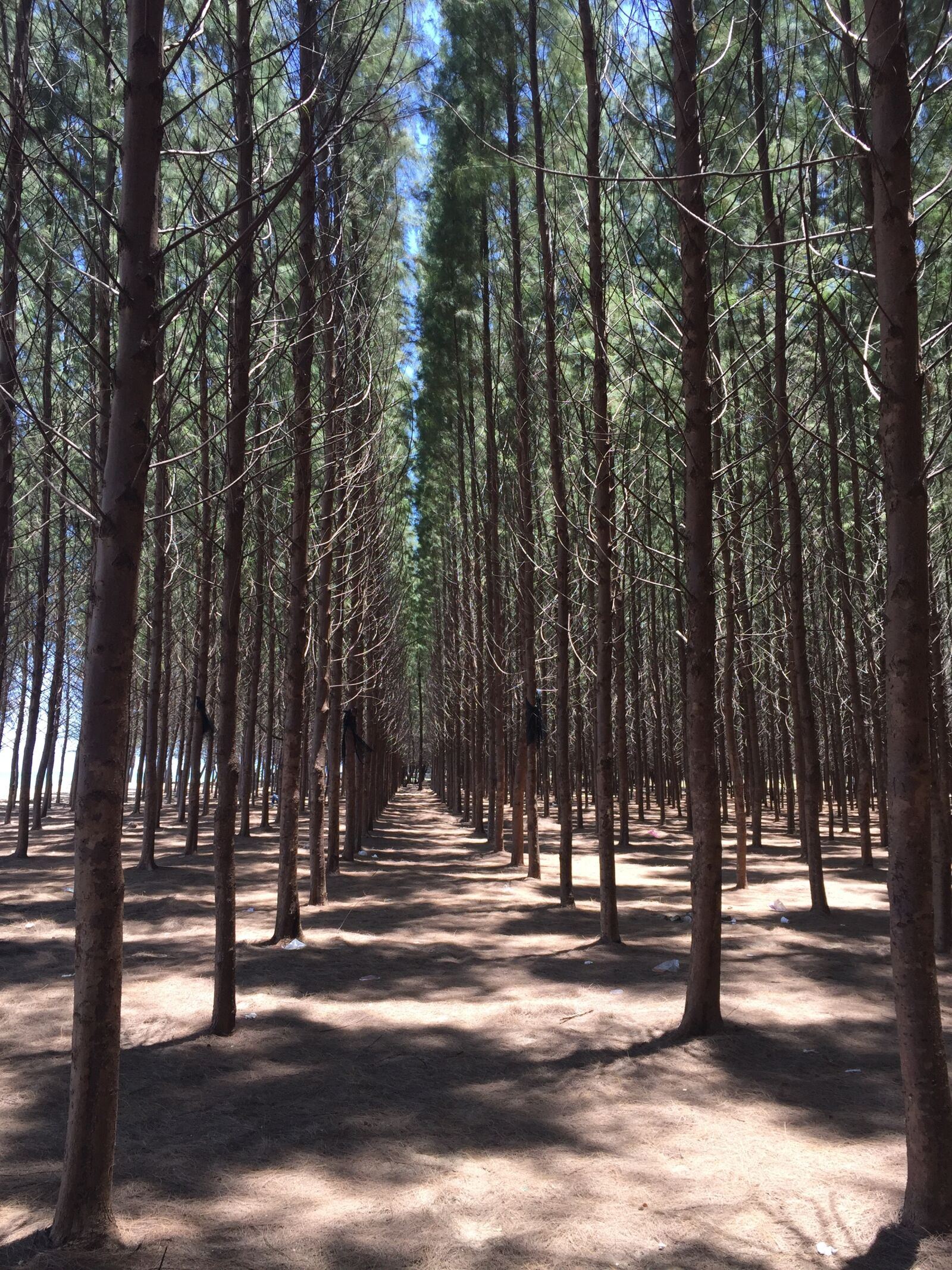 Apple iPhone 6 sample photo. Travel destination, nature, travel photography