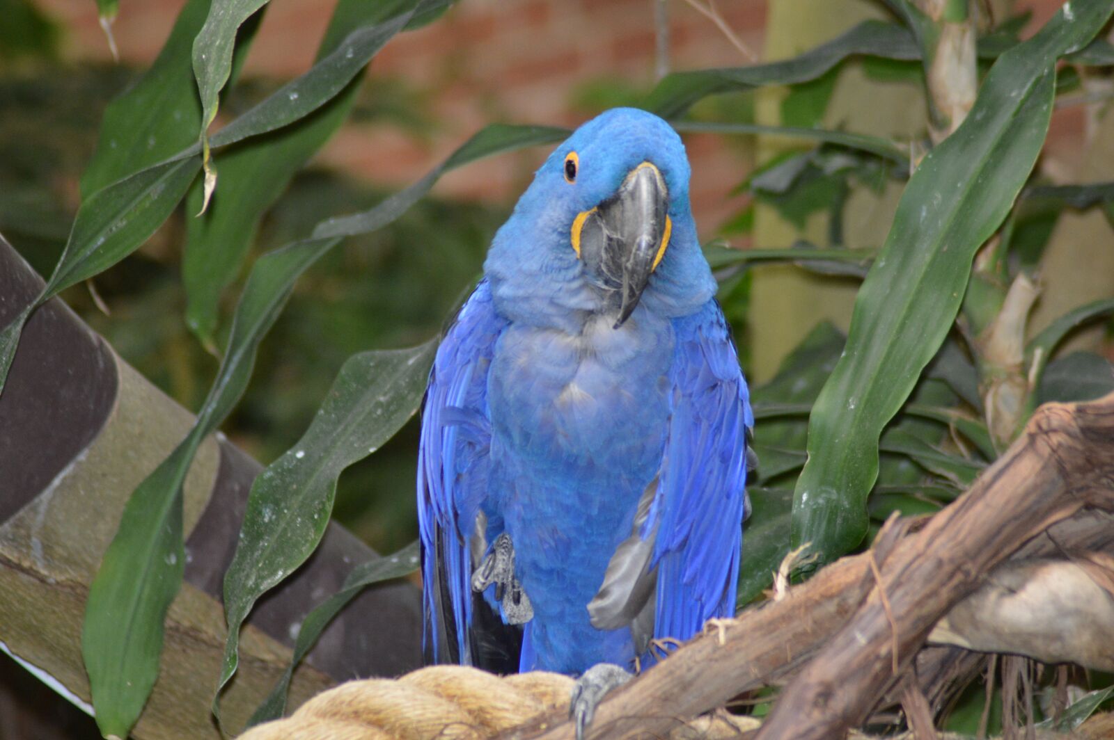 Nikon D3200 sample photo. Parrot, blue, national aviary photography