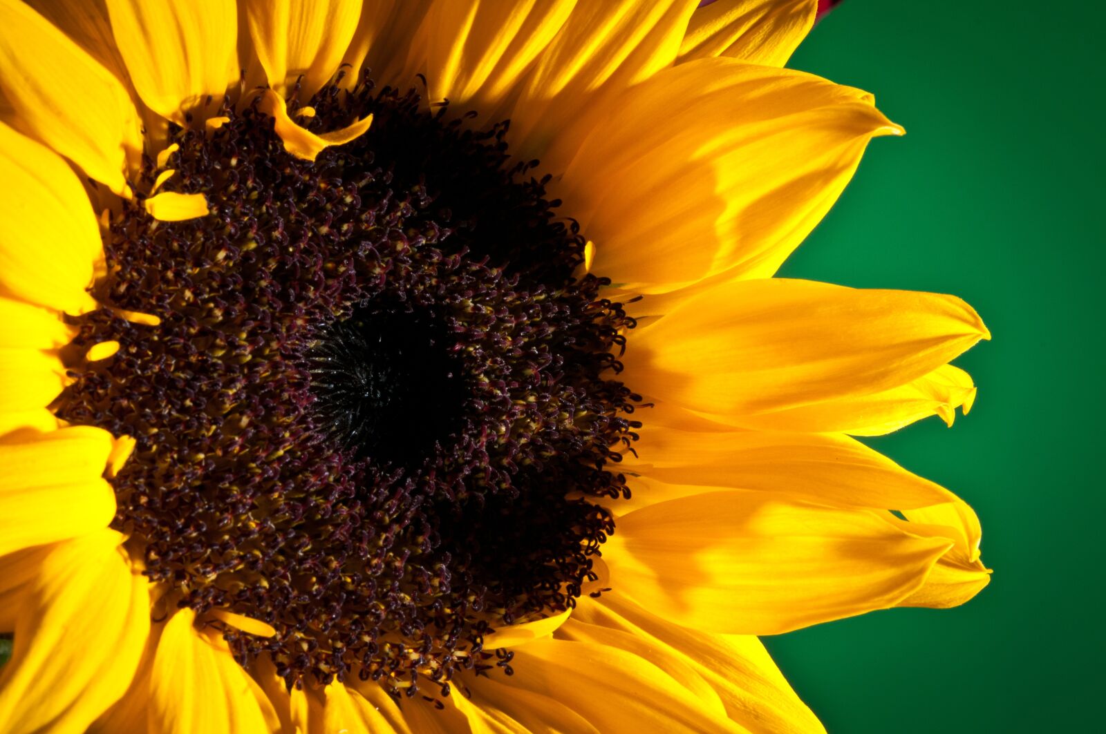 Nikon D300 sample photo. Flower, macro, close up photography