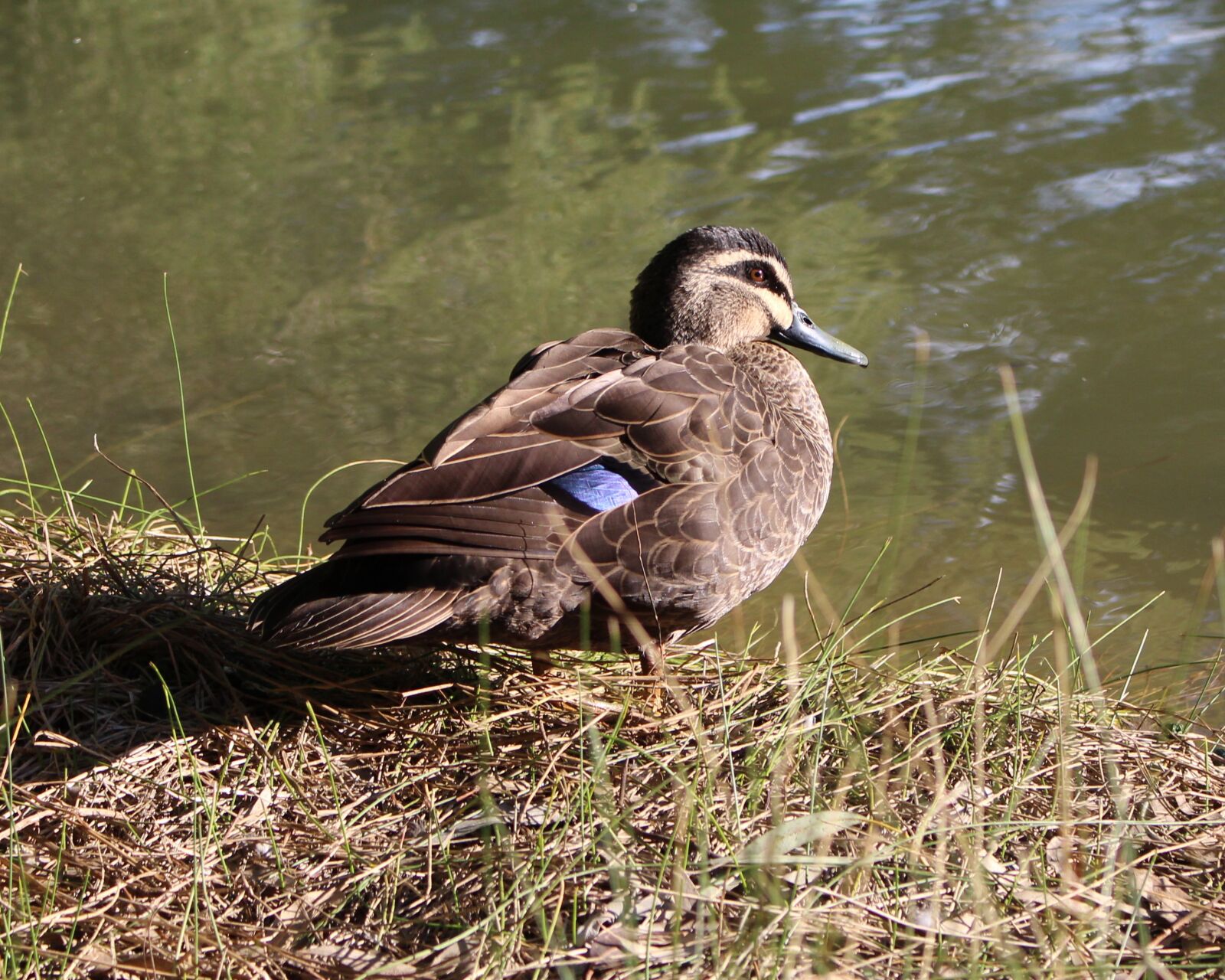 Canon EOS 700D (EOS Rebel T5i / EOS Kiss X7i) sample photo. Pacific black duck, duck photography