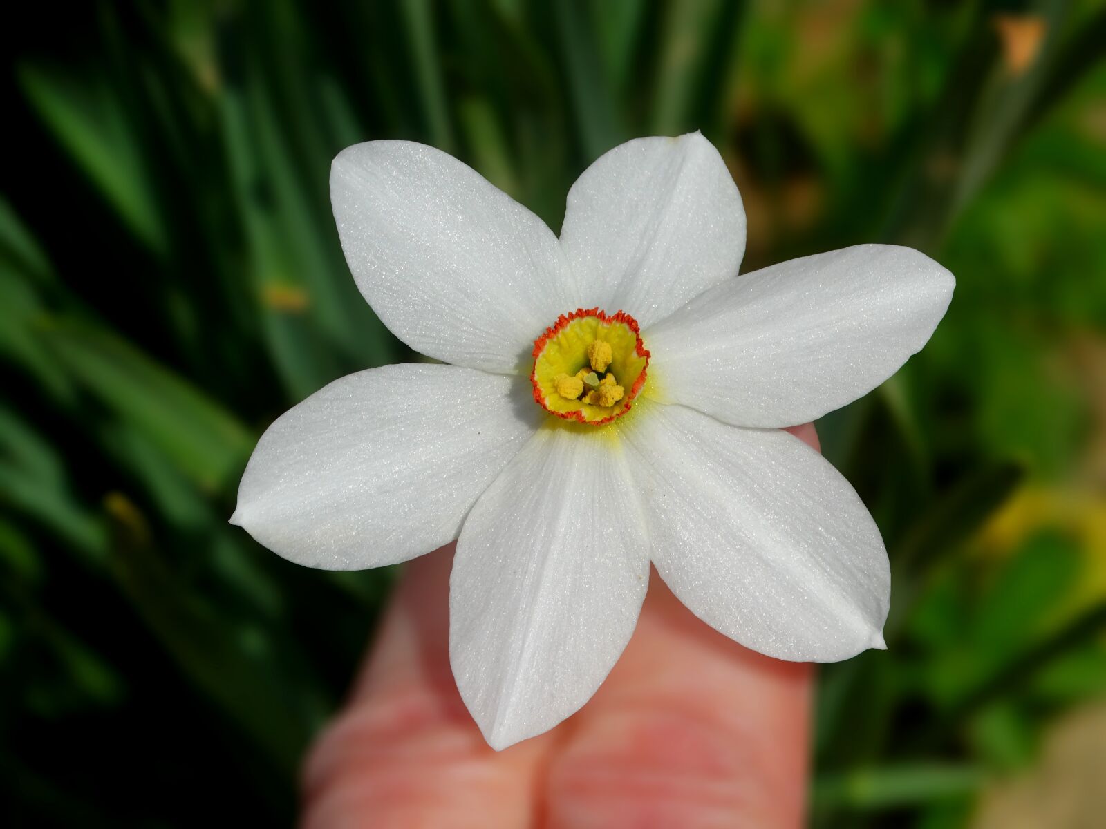 Sony Cyber-shot DSC-HX300 sample photo. Spring, flower, daffodil photography
