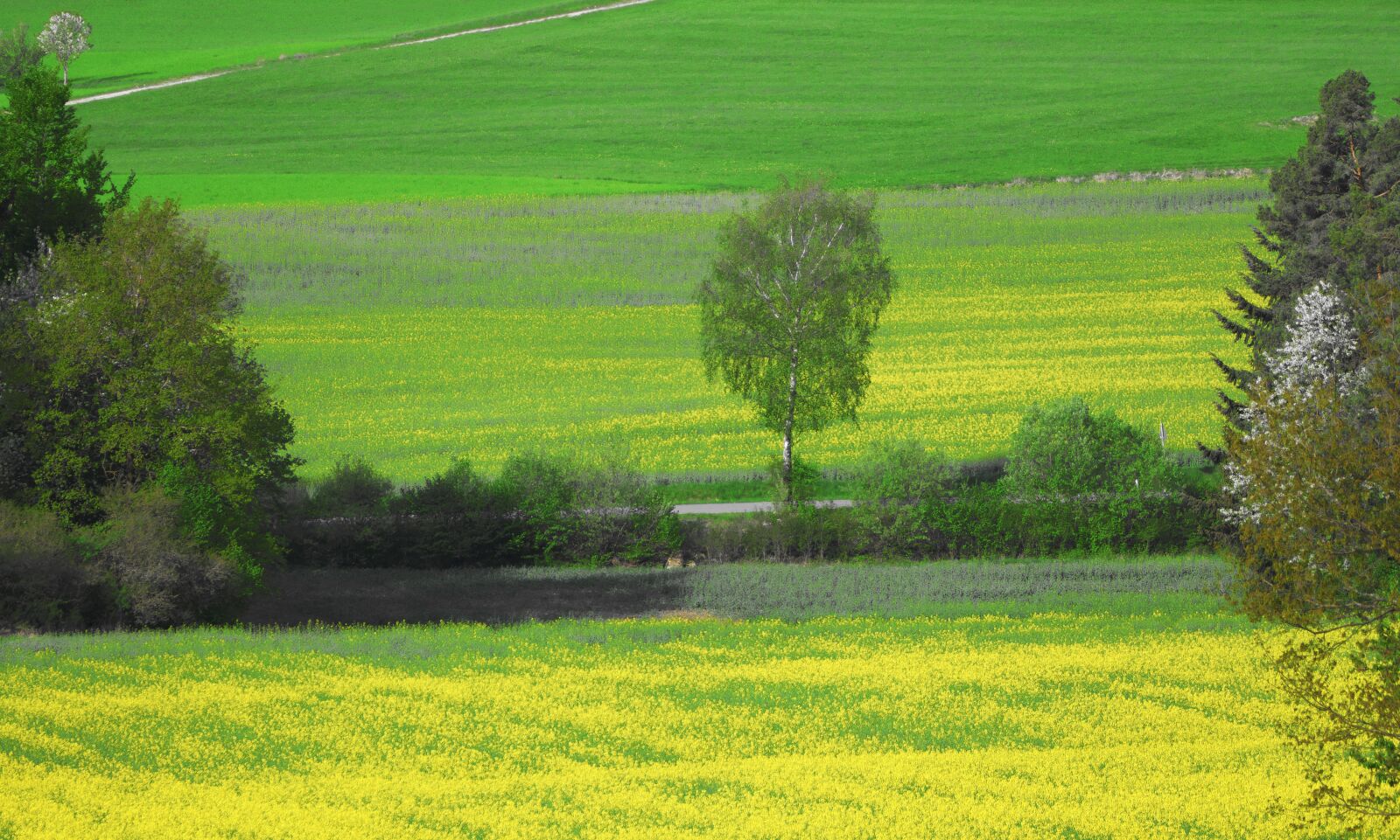 Panasonic Lumix DMC-FZ1000 sample photo. Field of rapeseeds, field photography