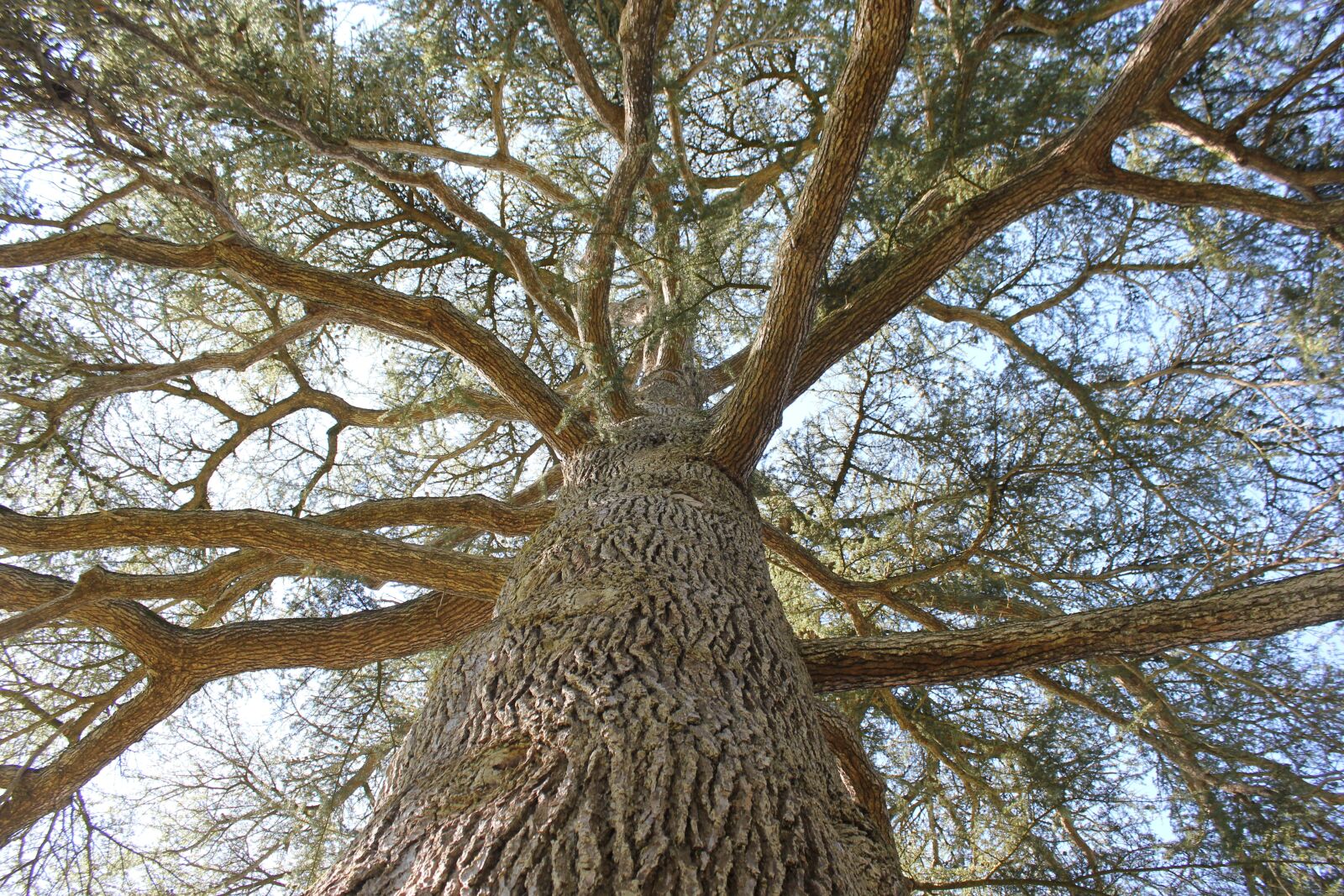 Canon EOS 550D (EOS Rebel T2i / EOS Kiss X4) sample photo. Tree, centenary, wood photography