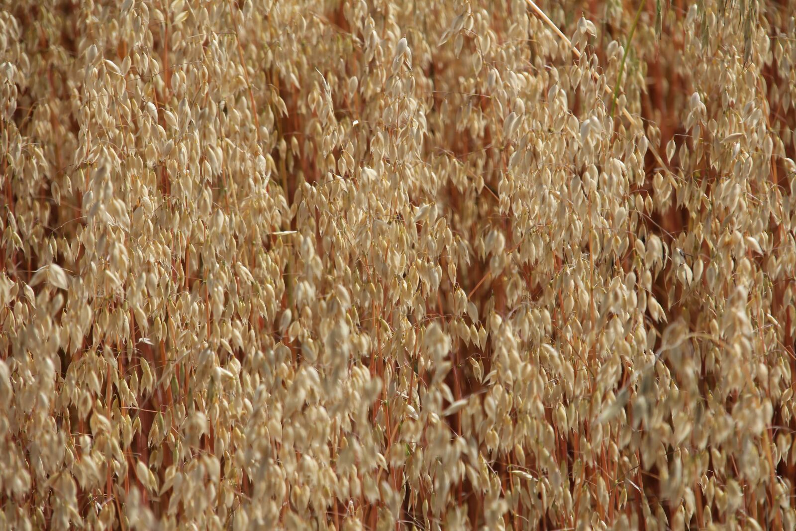 Canon EOS 60D sample photo. Fields, agriculture, summer photography