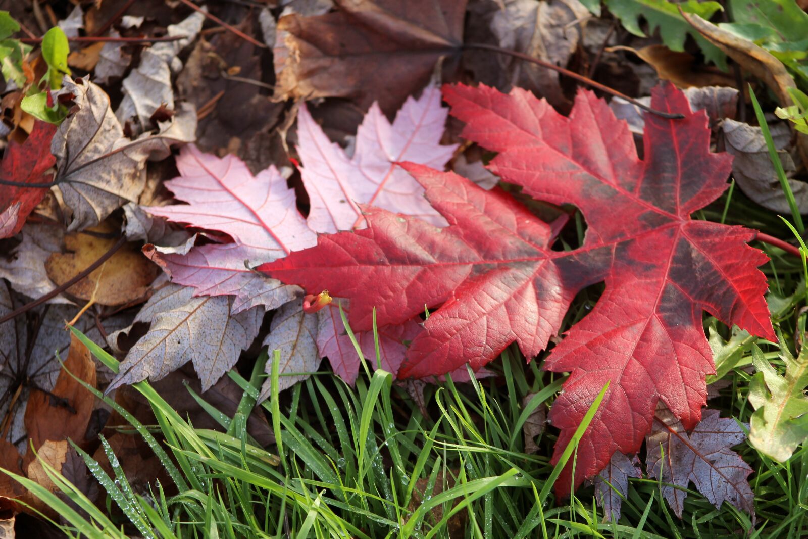 Canon EOS 1100D (EOS Rebel T3 / EOS Kiss X50) sample photo. Leaf, leaves, red photography