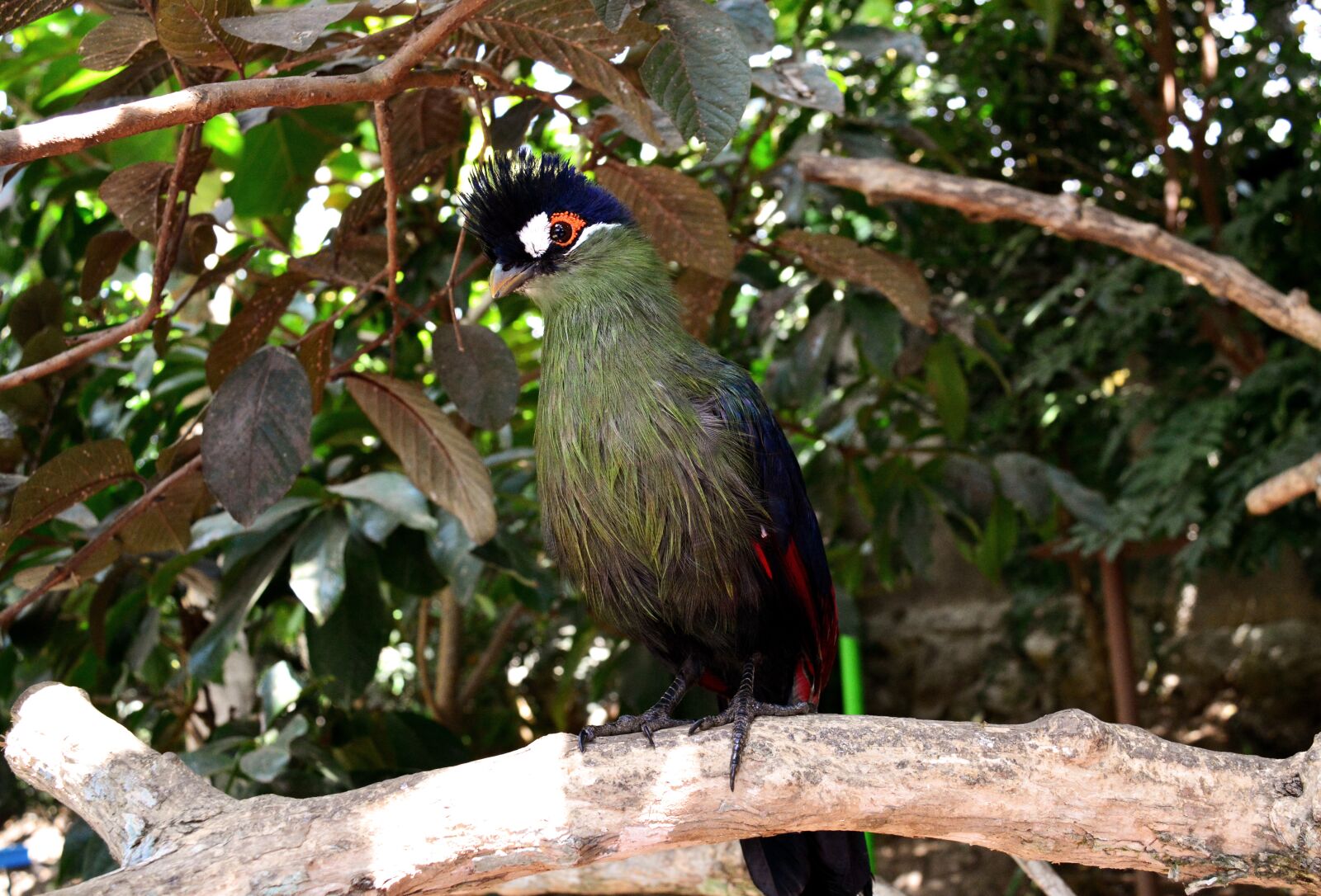 Nikon D5200 sample photo. Bird, animal, nature photography