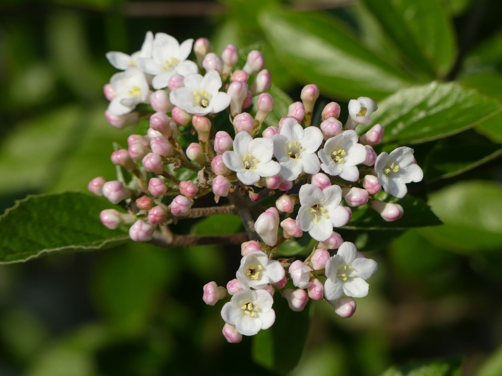 Panasonic Lumix DMC-FZ300 sample photo. Spring, flowers, garden photography
