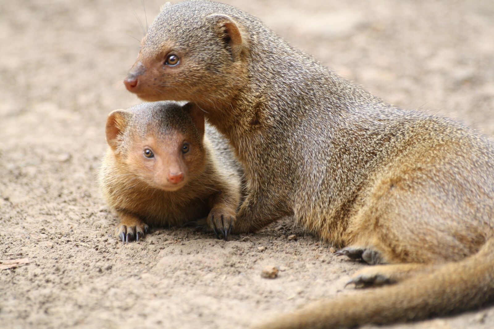 Canon EOS 1000D (EOS Digital Rebel XS / EOS Kiss F) sample photo. Mongoose, animal, africa photography