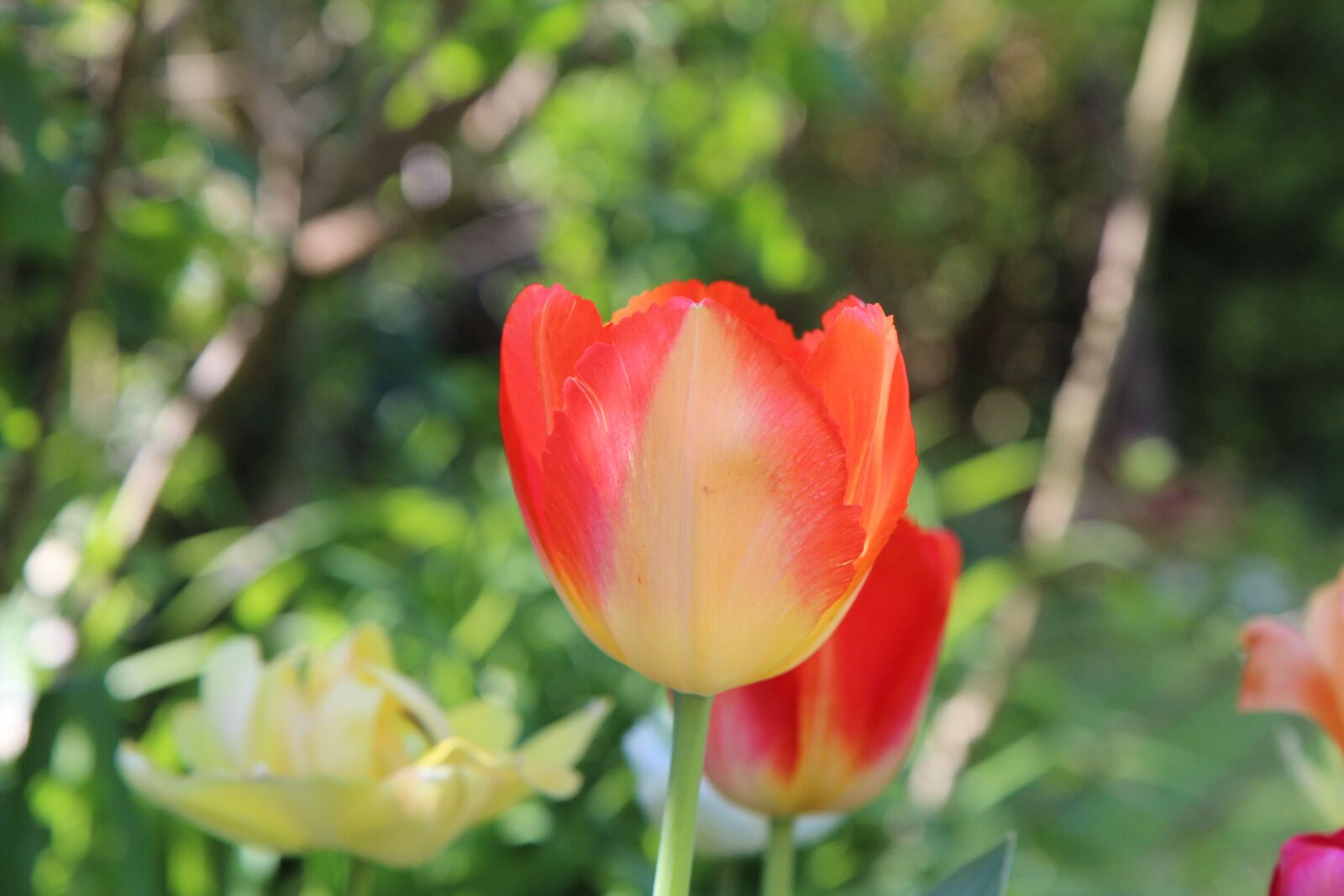 Canon EOS 600D (Rebel EOS T3i / EOS Kiss X5) + Sigma 12-24mm f/4.5-5.6 EX DG ASPHERICAL HSM + 1.4x sample photo. Tulip, tulip orange, spring photography