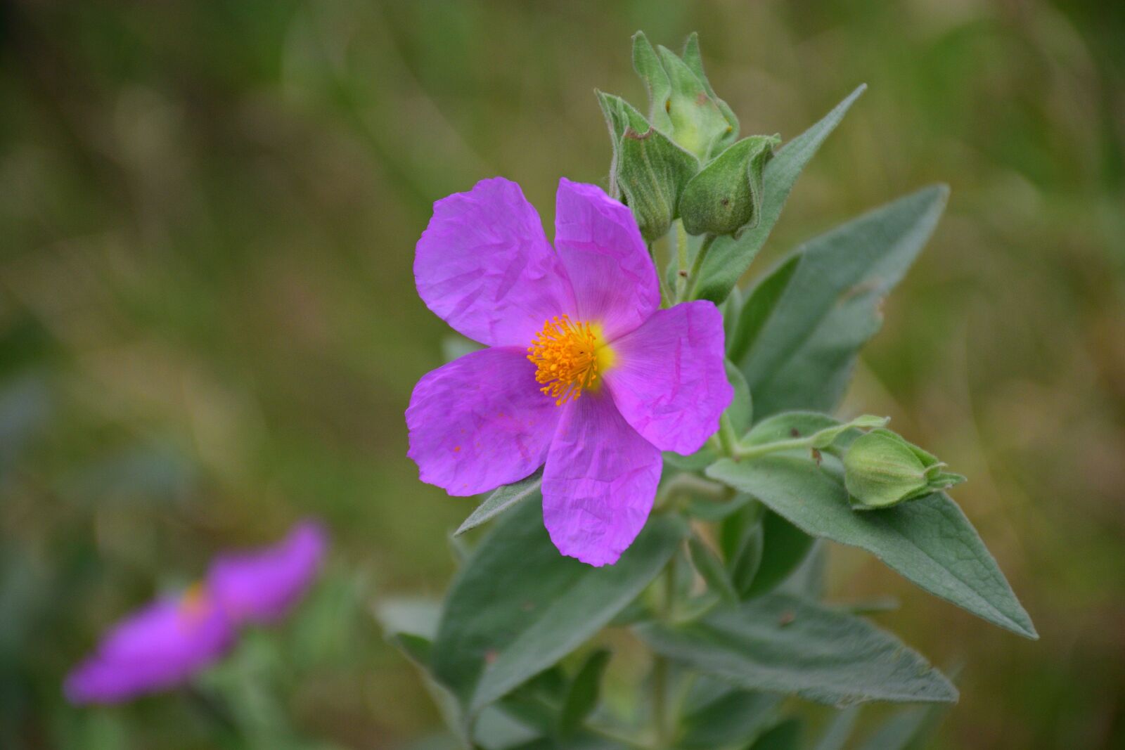 Nikon D5300 sample photo. Foreground, flower, wild flora photography