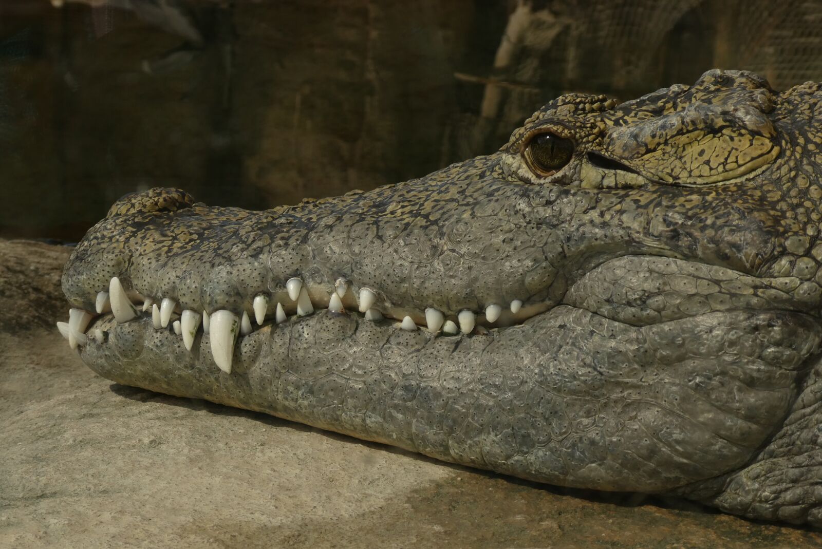 Panasonic Lumix DC-ZS70 (Lumix DC-TZ90) sample photo. Crocodile, reptiles, alligator photography