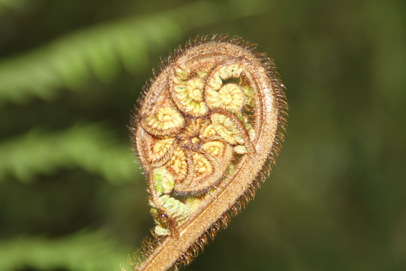Canon EOS 7D sample photo. Fern, nature, plant photography