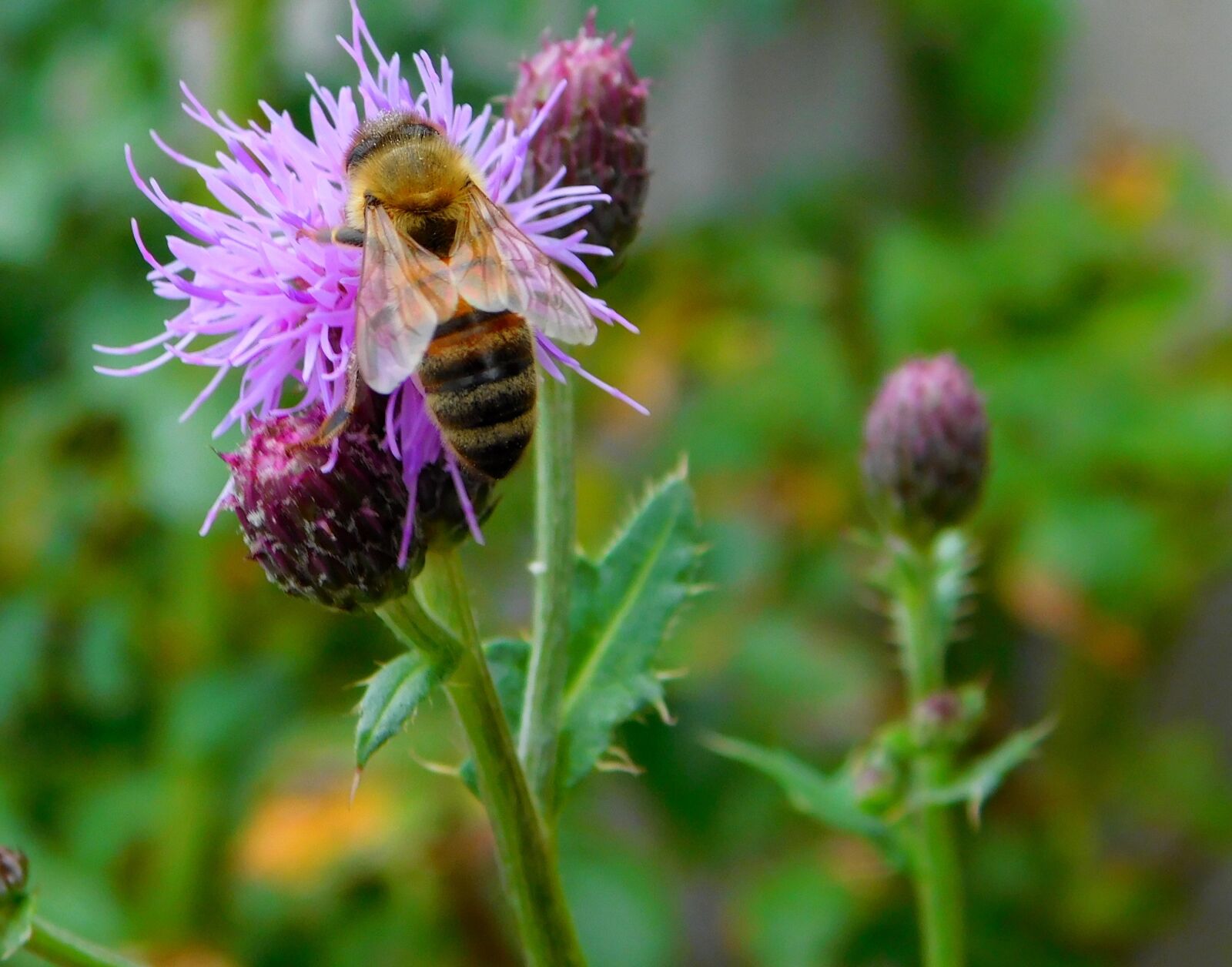 Nikon Coolpix L840 sample photo. Bee, bee on flower photography