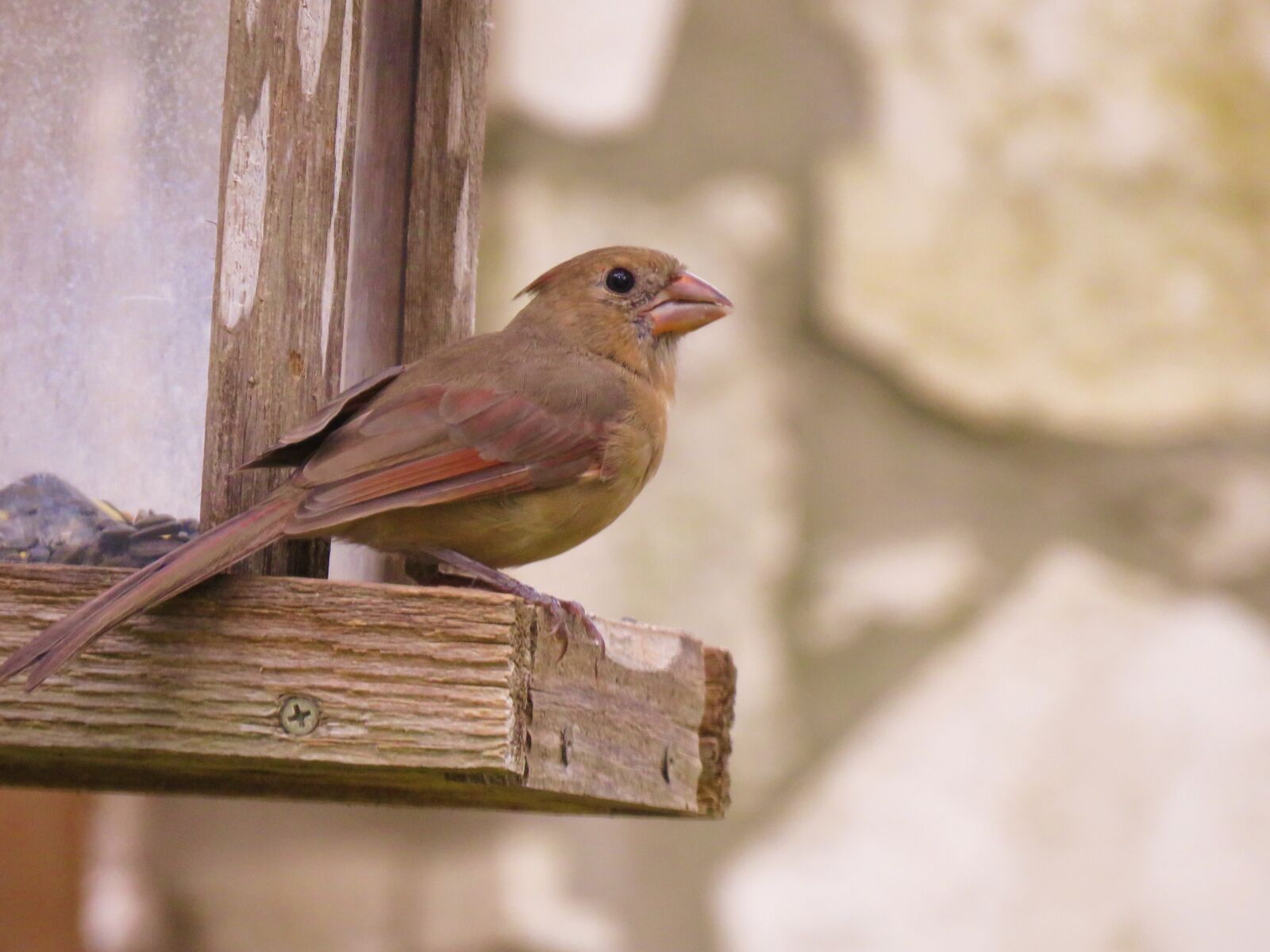 Canon PowerShot SX60 HS sample photo. Bird, wildlife, nature photography