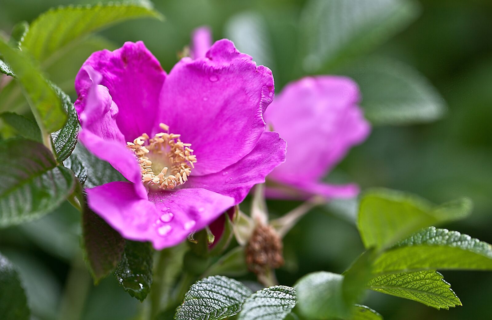 Canon EOS 5D Mark II sample photo. Rose, wild rose, nature photography