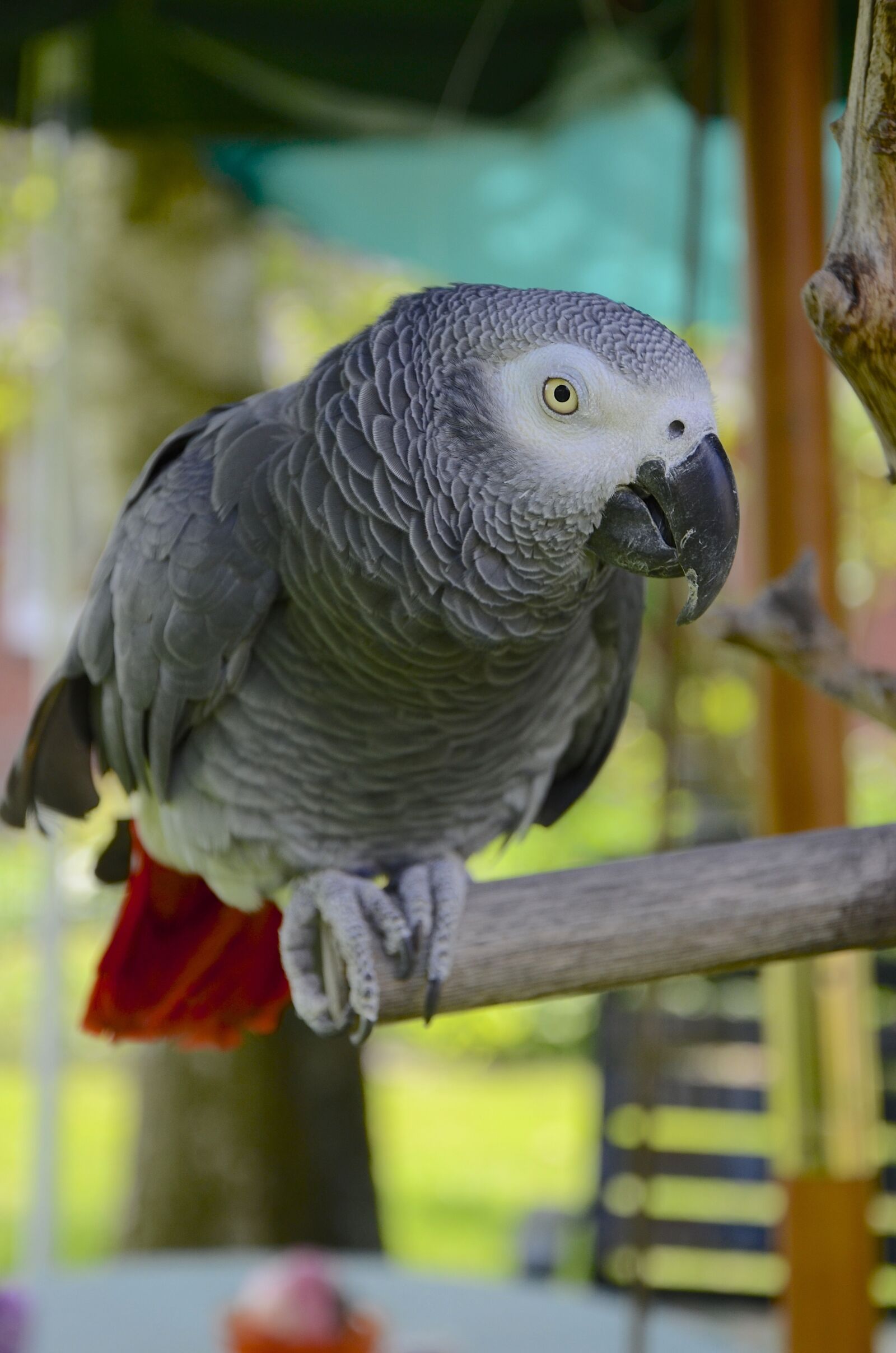 Nikon D7000 sample photo. Parrot, african grey, african photography