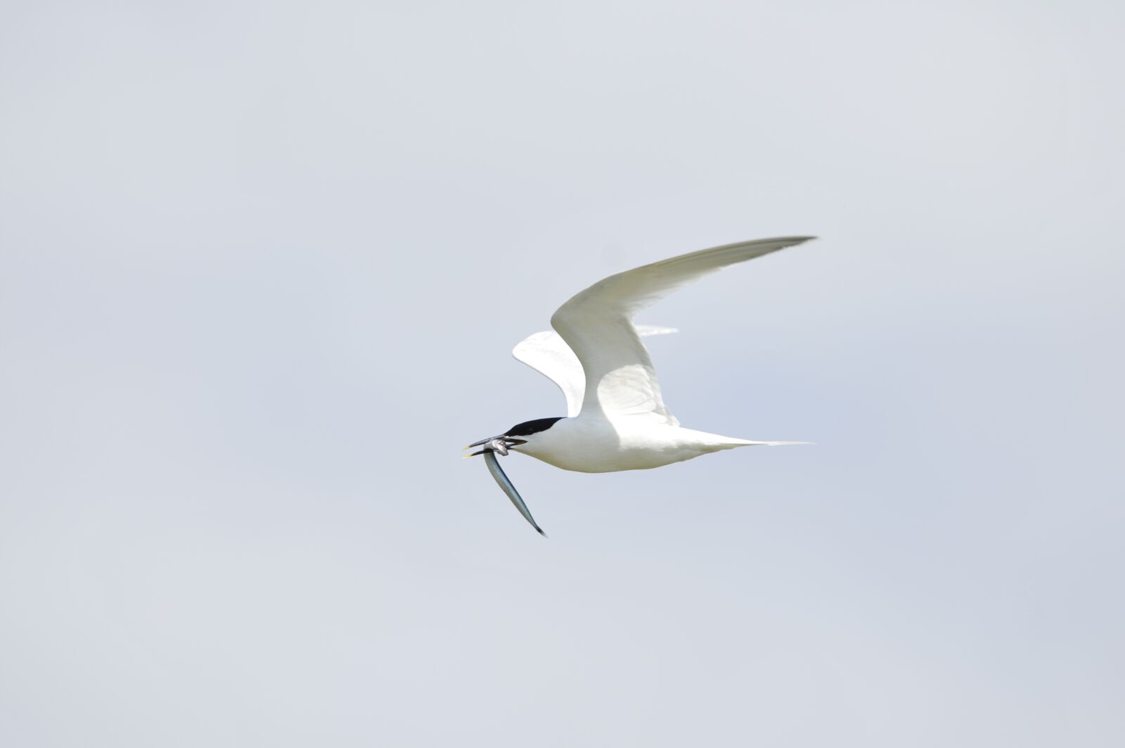 Nikon D300S sample photo. Tern, bird, holland photography