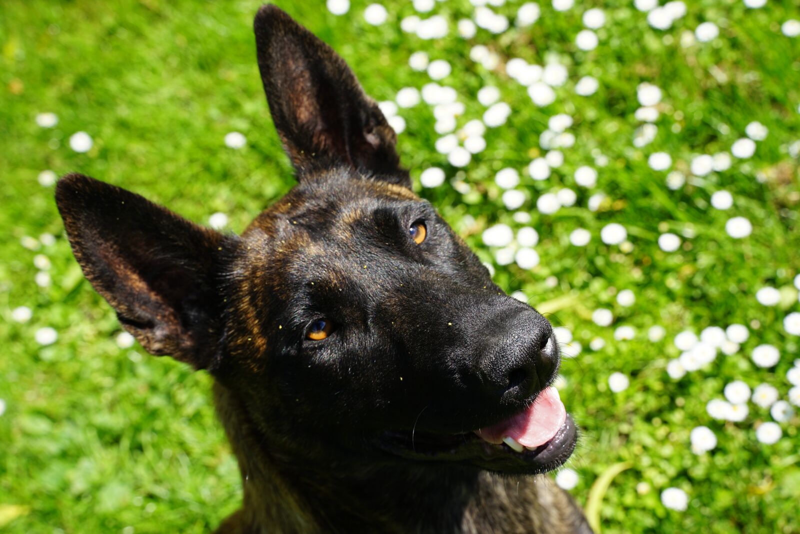 Tamron 28-75mm F2.8 Di III RXD sample photo. Dog, cheerful, fun photography