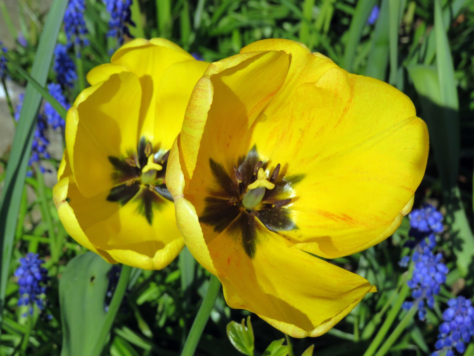 Canon PowerShot SX540 HS sample photo. Yellow, tulip, two photography