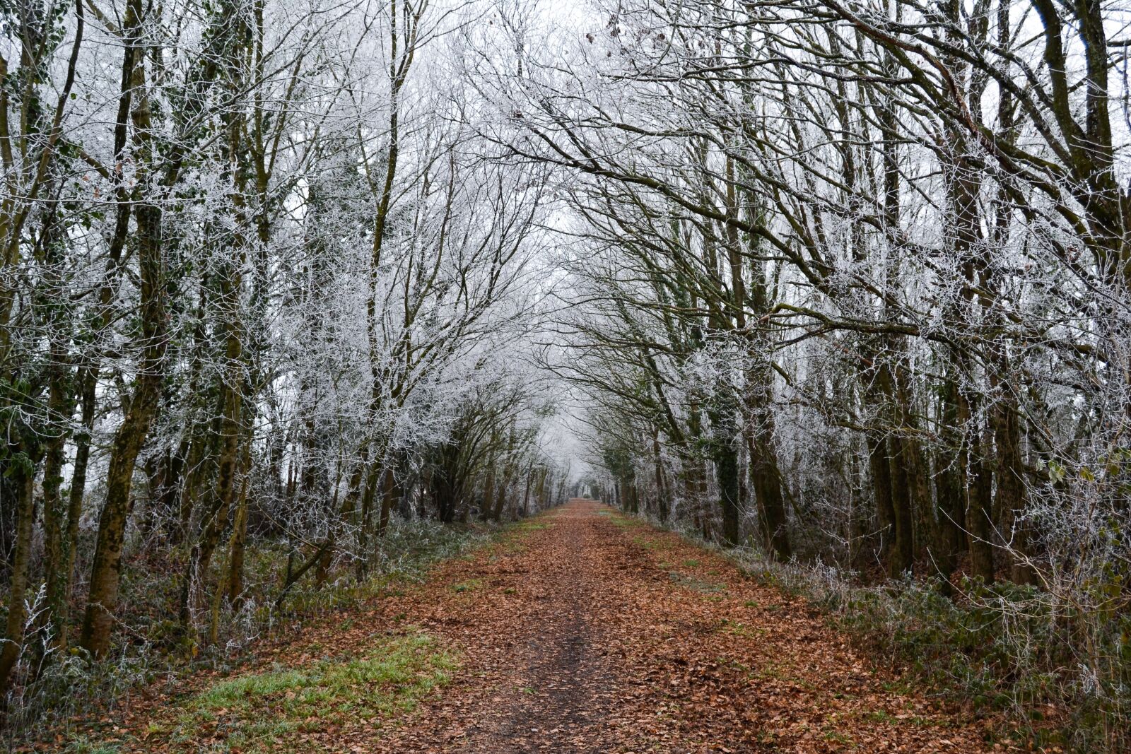 Nikon D3100 sample photo. Path, tree, jelly photography