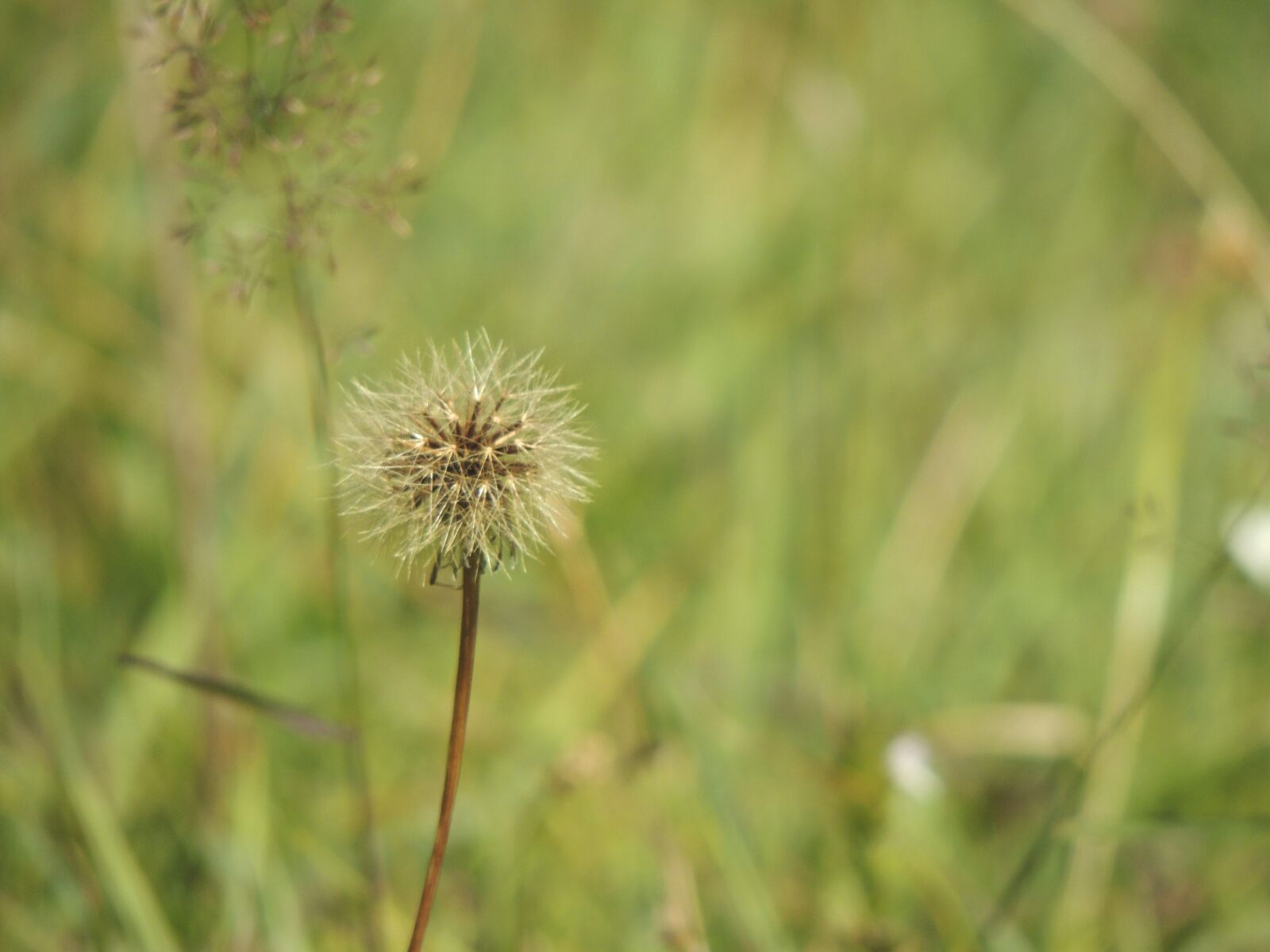 Nikon Coolpix P510 sample photo. Dandelion, verbluet, plant photography