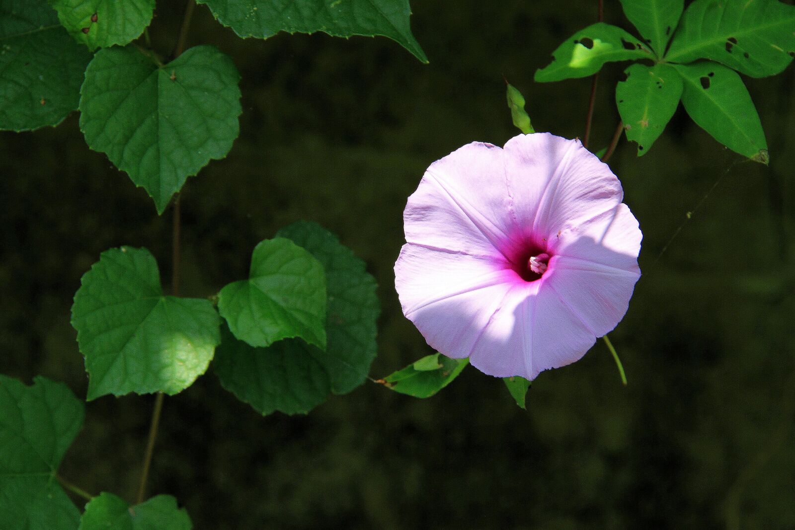 Canon EF-S 18-200mm F3.5-5.6 IS sample photo. Morning glory, pink and photography