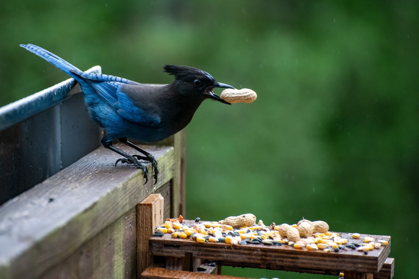 Nikon D750 sample photo. Sterling jay, bird, feeding photography