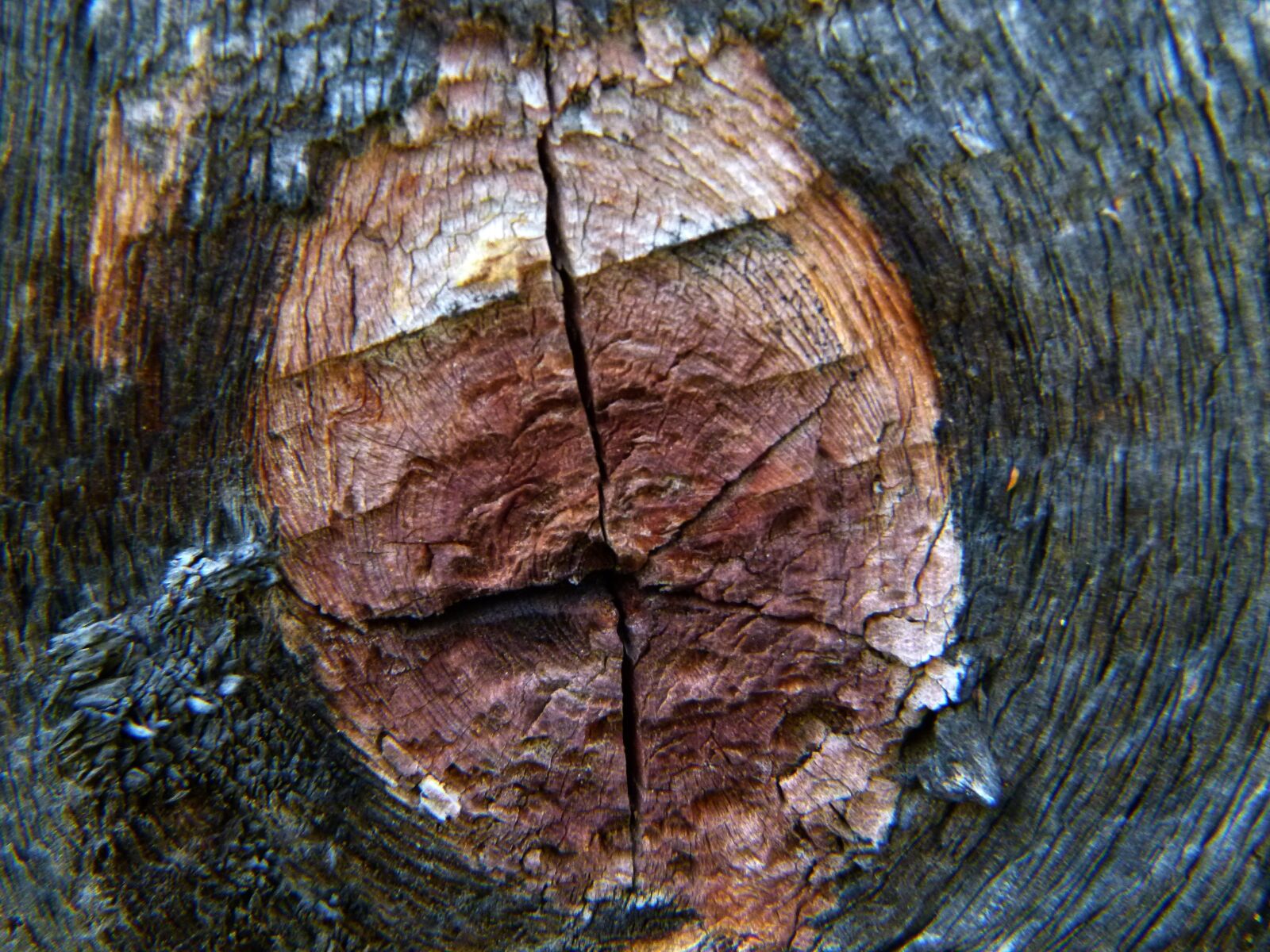 Panasonic Lumix DMC-FZ100 sample photo. Wood, tree, knothole photography