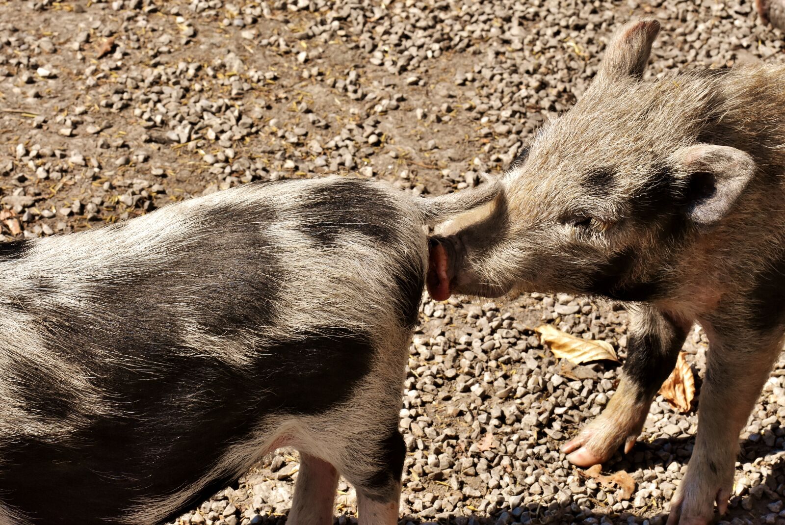 Nikon D7200 sample photo. Pot bellied pig, piglet photography