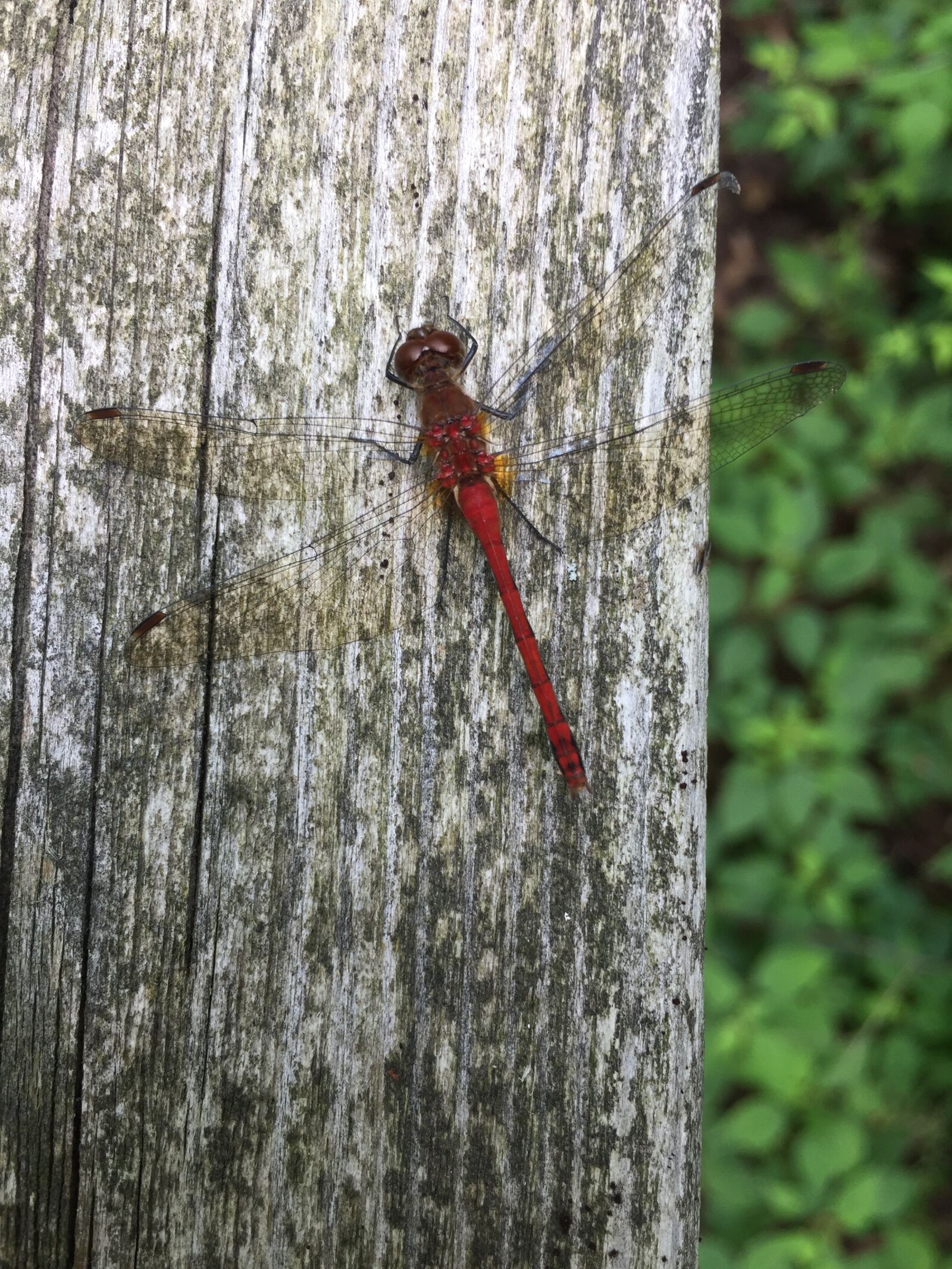 Apple iPhone 6 sample photo. Tree, trunk, firefly photography