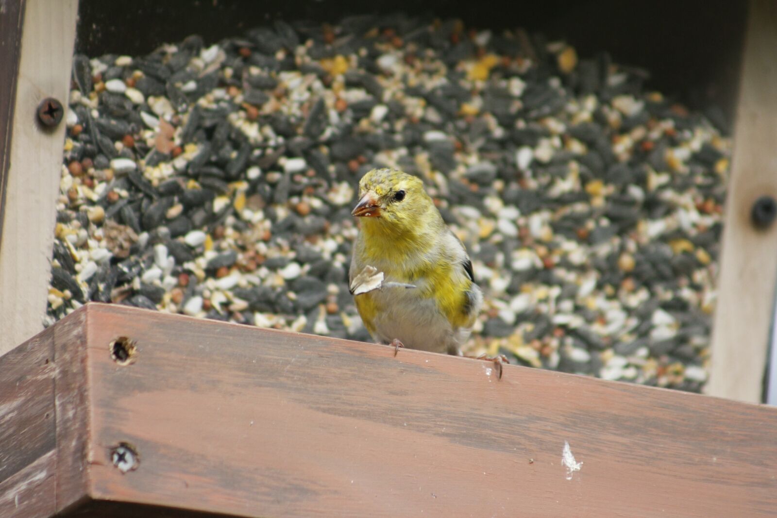 Canon EOS 550D (EOS Rebel T2i / EOS Kiss X4) sample photo. Nature, outdoors, bird photography