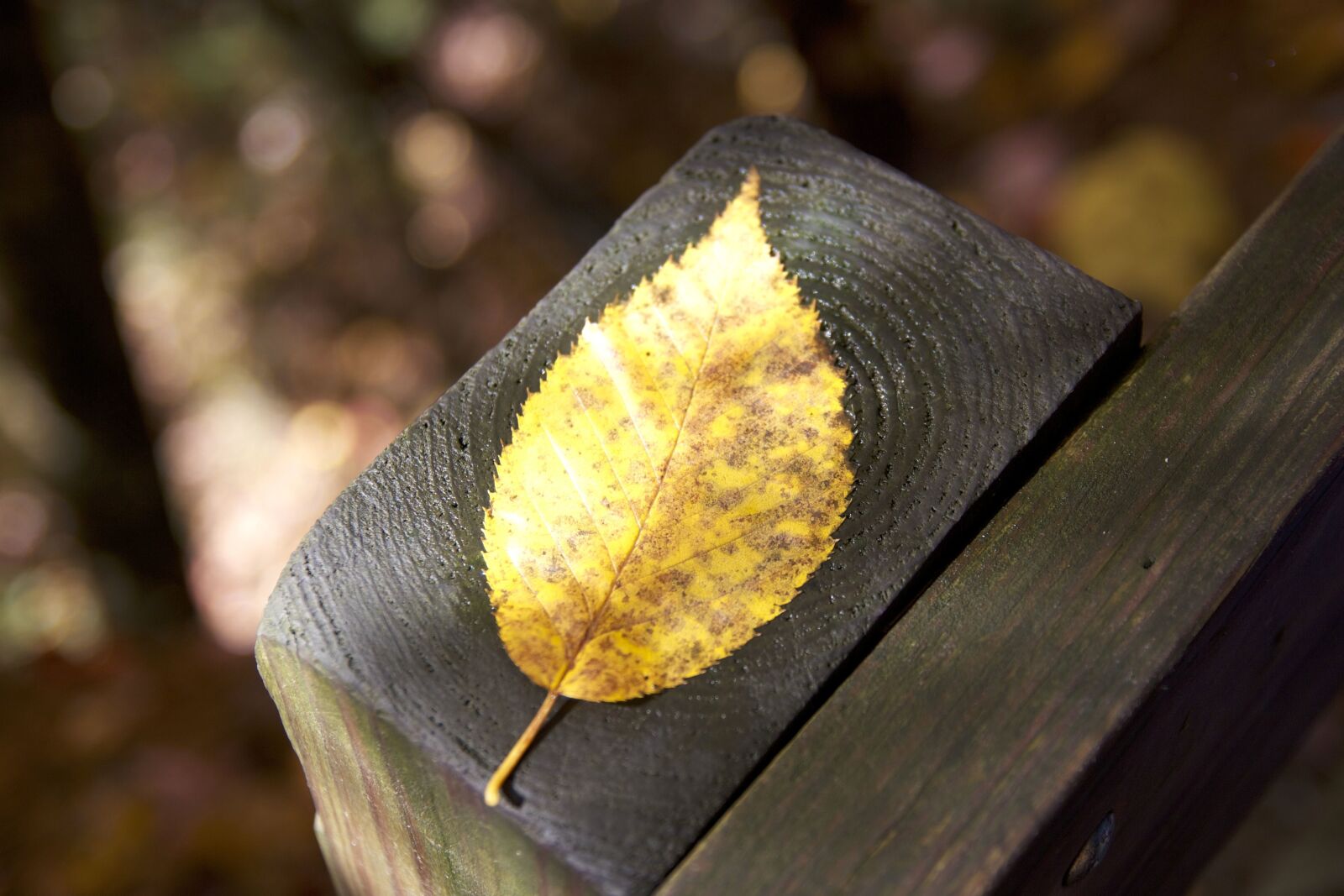 Canon EOS 550D (EOS Rebel T2i / EOS Kiss X4) sample photo. Wooden fence, close up photography