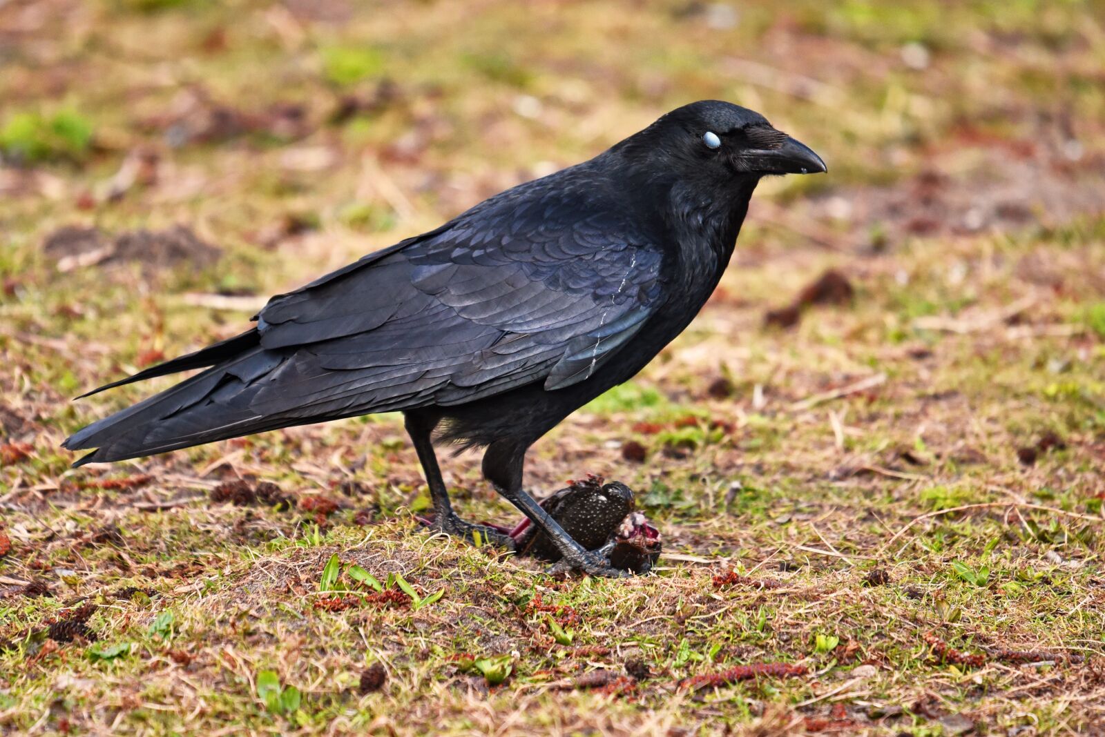 Nikon D750 sample photo. Crow, bird, animal photography