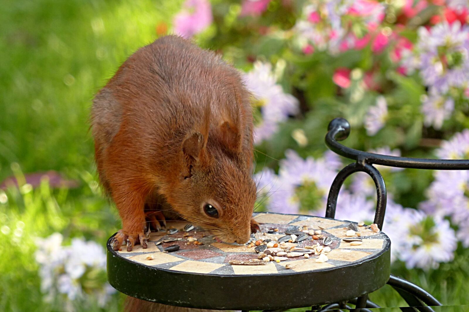Panasonic Lumix DMC-FZ200 sample photo. Squirrel, sciurus major, rodent photography