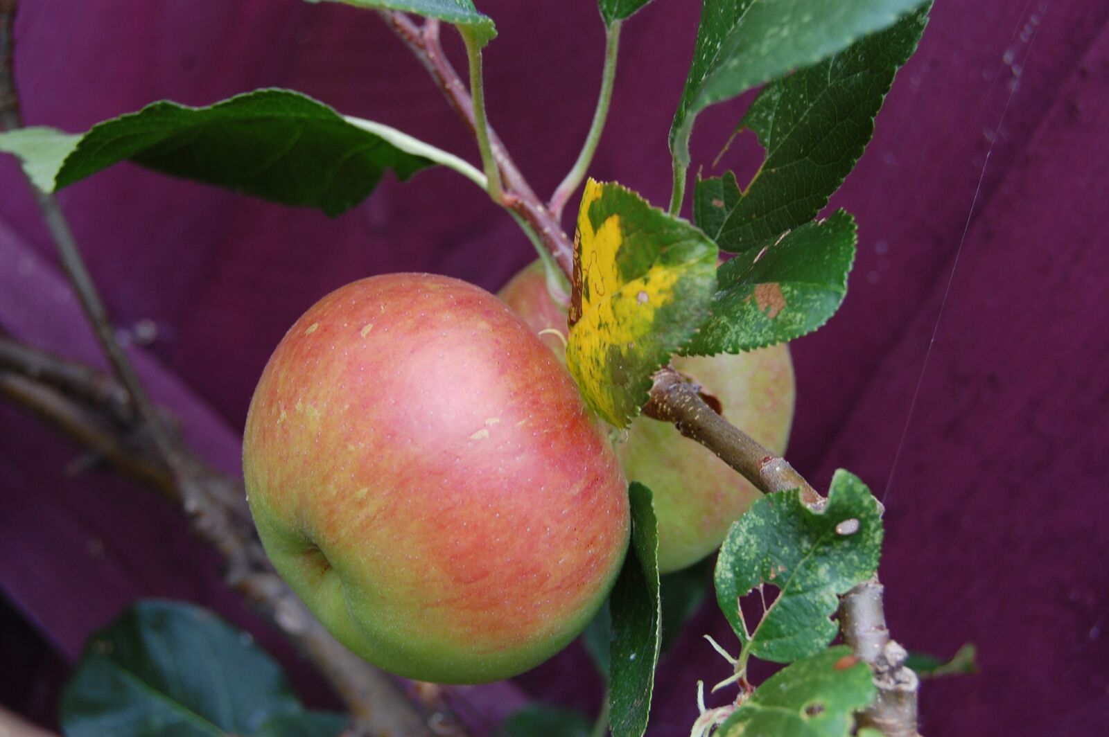 Nikon D40 sample photo. Apple, fruit, apple tree photography