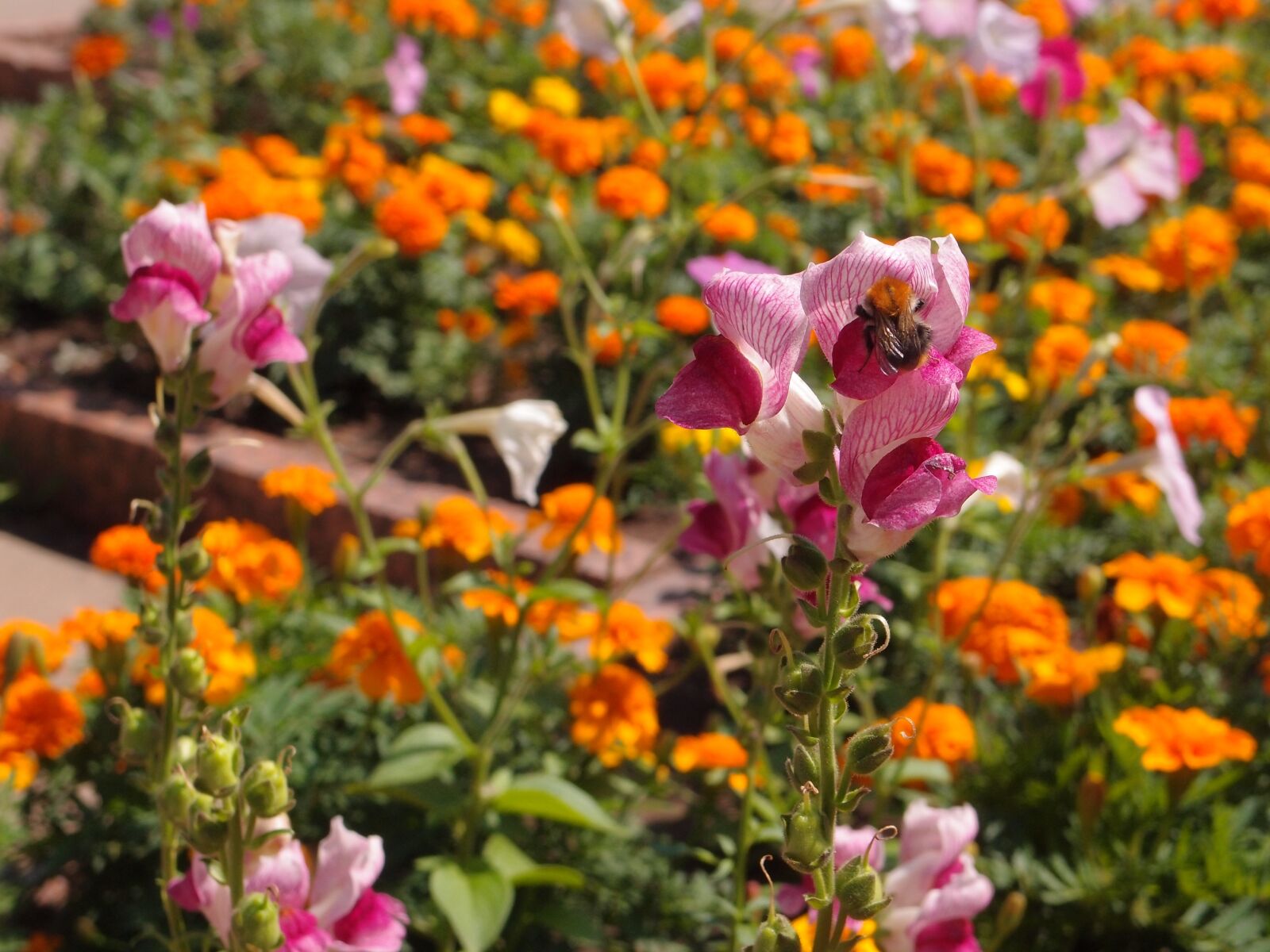 Olympus XZ-1 sample photo. Flowers, flower bed, snapdragons photography