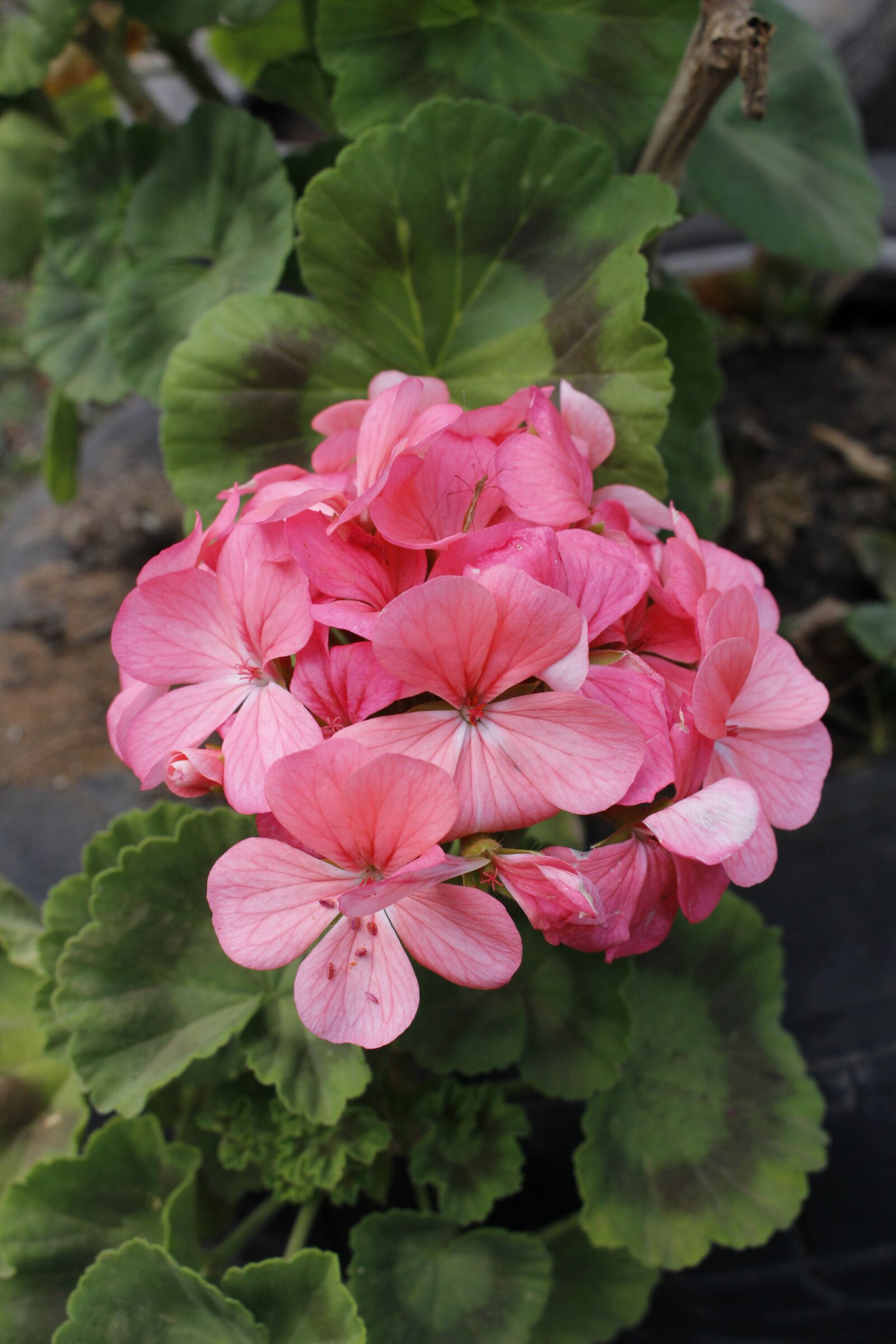 Canon EOS 100D (EOS Rebel SL1 / EOS Kiss X7) sample photo. Flower, rosa, nature photography