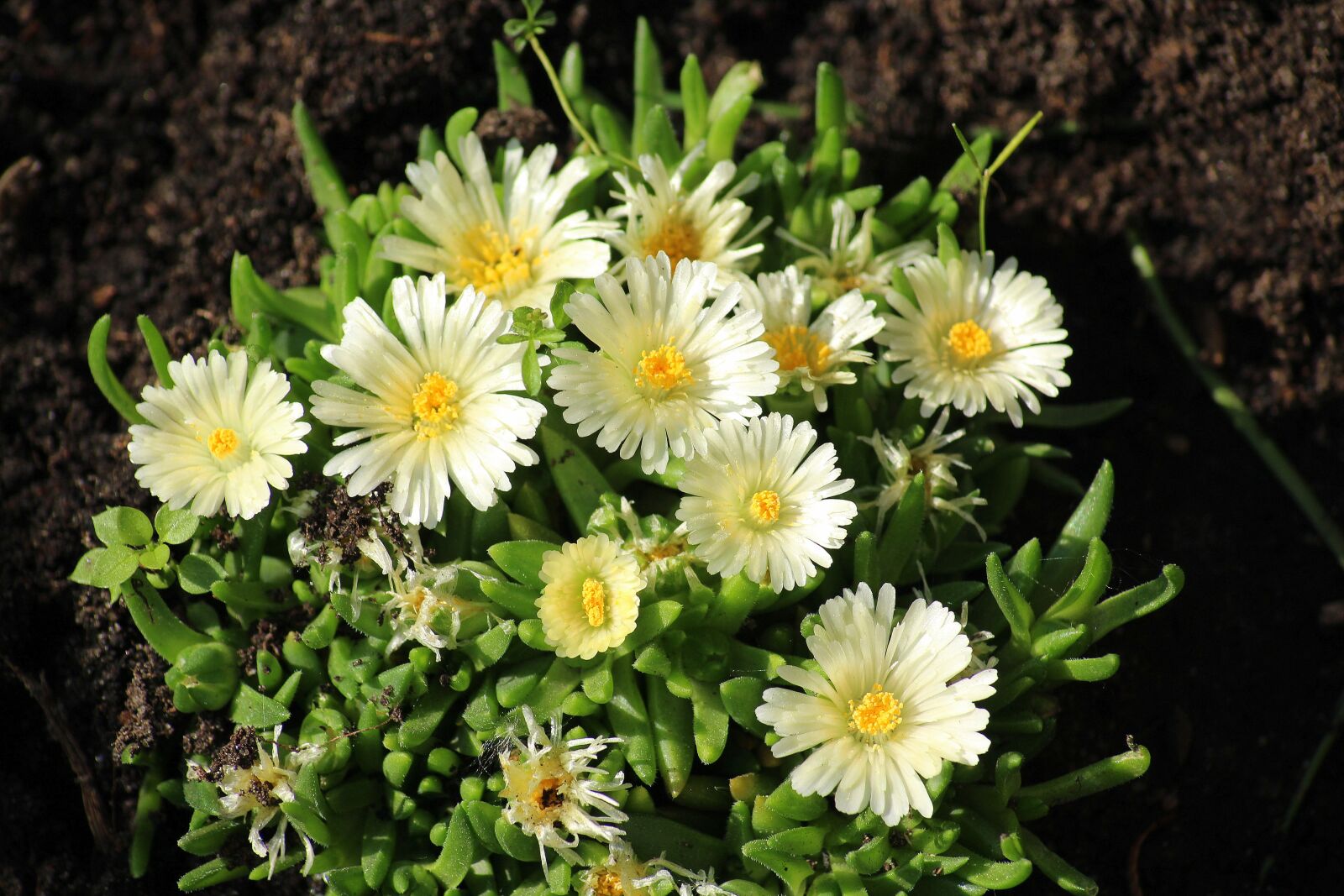 Canon EOS 1200D (EOS Rebel T5 / EOS Kiss X70 / EOS Hi) sample photo. Sedum, flowers, white photography