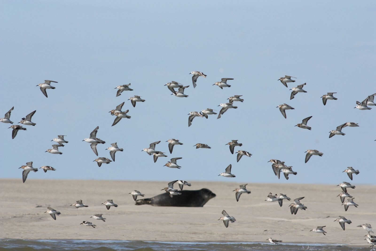 Canon EOS 450D (EOS Rebel XSi / EOS Kiss X2) sample photo. Dunlins, shorebirds, birds photography